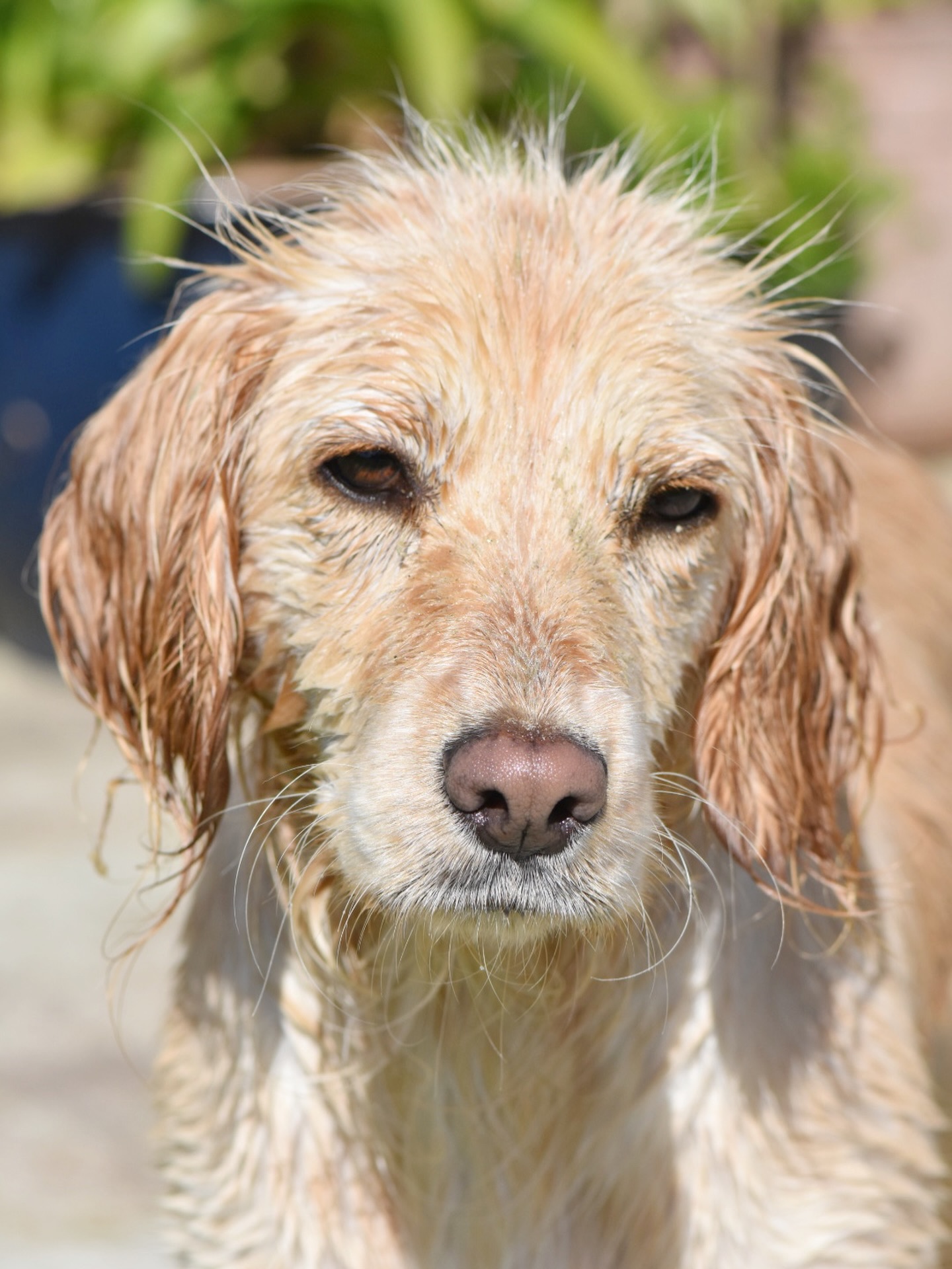 La mer a toujours été perçue comme une force profondément purificatrice, autant sur le plan physique que symbolique et énergétique.
Les animaux l’ont bien compris.
L’eau salée possède déjà, concrètement, des propriétés nettoyantes : elle désinfecte, cicatrise et revitalise le corps, soulage les articulations.
Mais au-delà de ça, beaucoup considèrent que la mer agit aussi sur des plans plus subtils. Le sel est souvent associé à l’absorption des énergies négatives, une merveille associée aux bienfaits purificateur de l’eau.
C’est commun de ressentir une sensation de clarté, de légèreté, voire de rechargement après s’être baigné, ou après une balade saline.
Après avoir été à la mer avec les animaux, je les sent plus légers, comme si il y avait des nouveaux espaces en eux. Valkyrie est souvent moins réactive, apaisée.
As tu remarqué les bienfaits de l’eau sur tes animaux ?
#mer#sea#spiritualite#communicationanimale#cocker