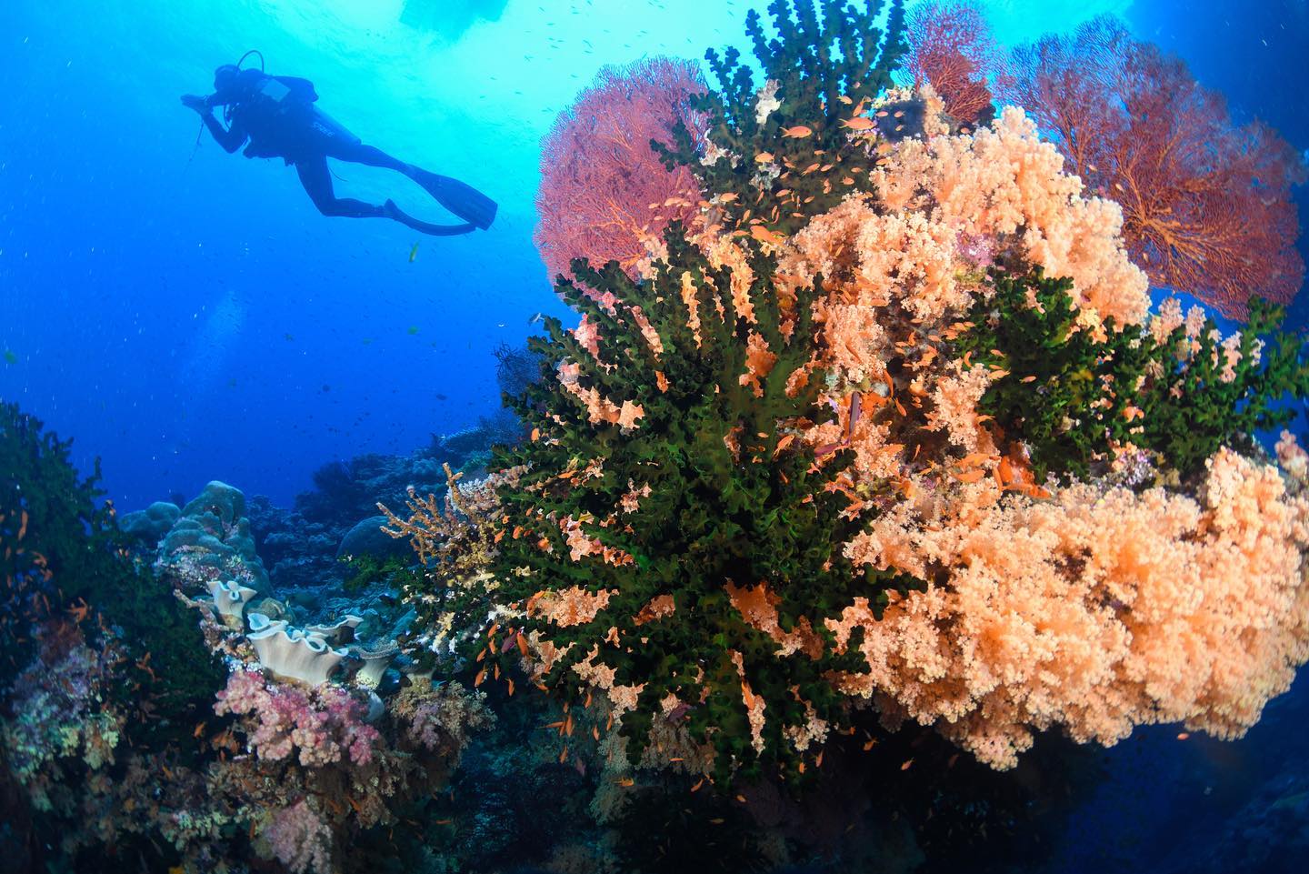 It’s hard to dive the soft corals of Bligh Water from our own yacht. The currents that feed the corals and keep the reef in pristine condition are so strong you can easily be washed away and hanging onto my camera, regs and mask can be comically challenging. Thanks to Mike, yacht captain and dinghy support, for always hauling me out!
#softcorals #fijitourism #fijiislands #scubawoman #solodiver #padi #ssi #nauticam #underwaterexploration #underwaterexplorer #scubadiving #scubaphotography #southpacific #divevacation