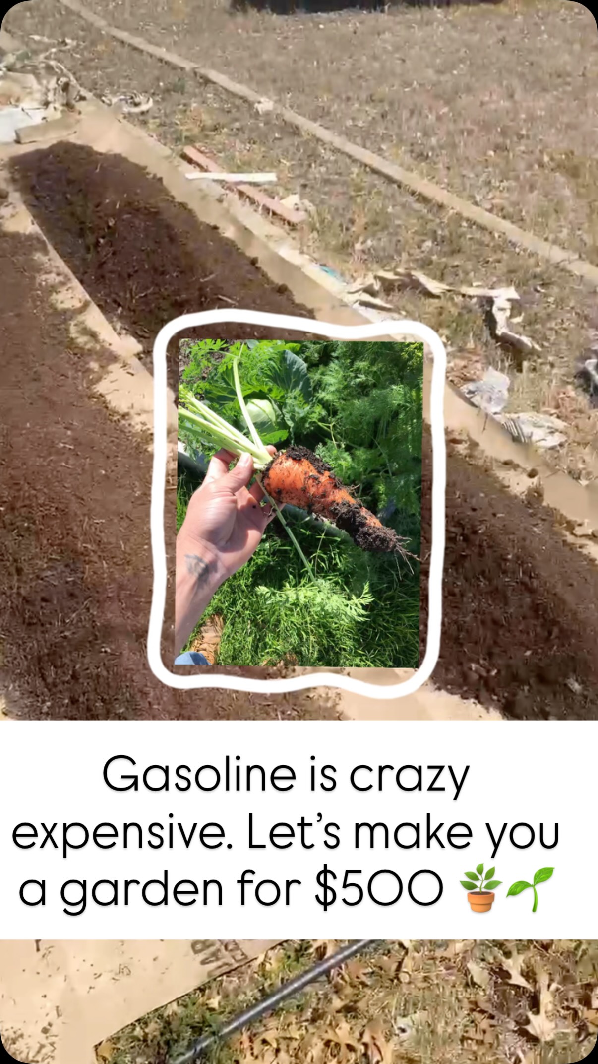 Our Starter Pack is designed to get you growing without the hard work.
For $500, we’ll set up your backyard with:
1. 4-5 rows of good soil
2. A mix of perennials and seasonal produce
3. Custom irrigation to keep things lush and low-maintenance 🤗
We’re building a greener community, one yard at a time.
Tap the link in our bio to learn more about our services! 🤝🌱
#landscapecooperative #GardenGoals #HomeGarden #LandscapingTips #fyp