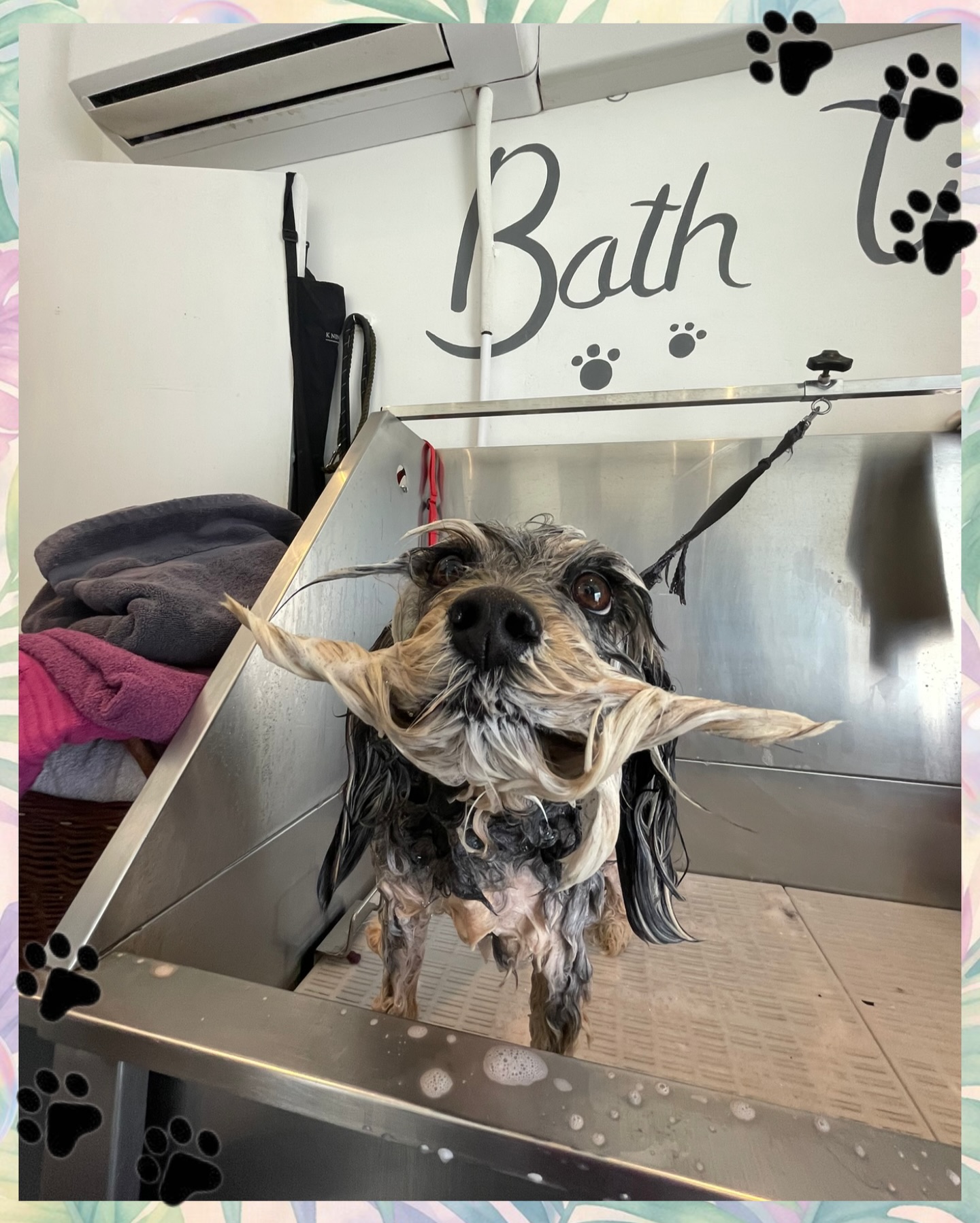 Oui Oui Cam activated 🇫🇷🐾… Pippa said ‘if I’m getting a bath, I’m at least leaving with a designer moustache!’ 🥸✨
Serving fresh-from-the-spa chic… with a side of baguette energy 🥖😂
#KnineDogStudio #OuiOuiCam #cotswolds #doggrooming #fridaygiggle
