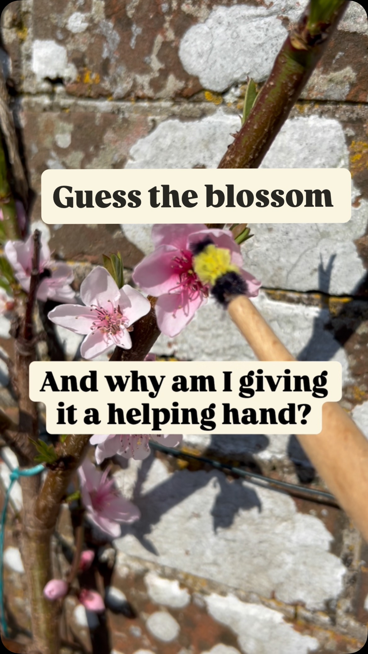 I don’t just day dream about growing peaches, I give them a helping hand. Peach blossom is usually the first to flower, before many bees are buzzing about, so to aid pollination I use a little brush, this cute one was a gift 🙏 @toby_bunn but a small paintbrush will do the job just as well. #peaches #grow #fruit