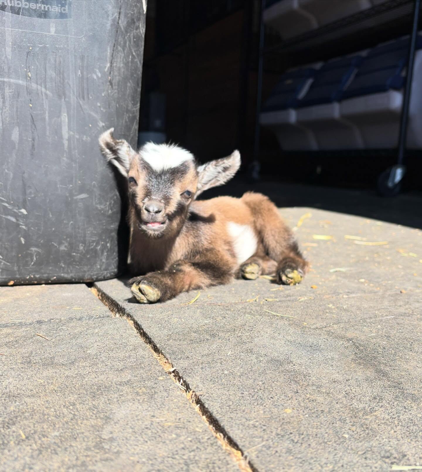 Slinky enjoying the sunshine 😌
#babygoat #farmlife #homestead #nigeriandwarfgoat #farmlifebestlife