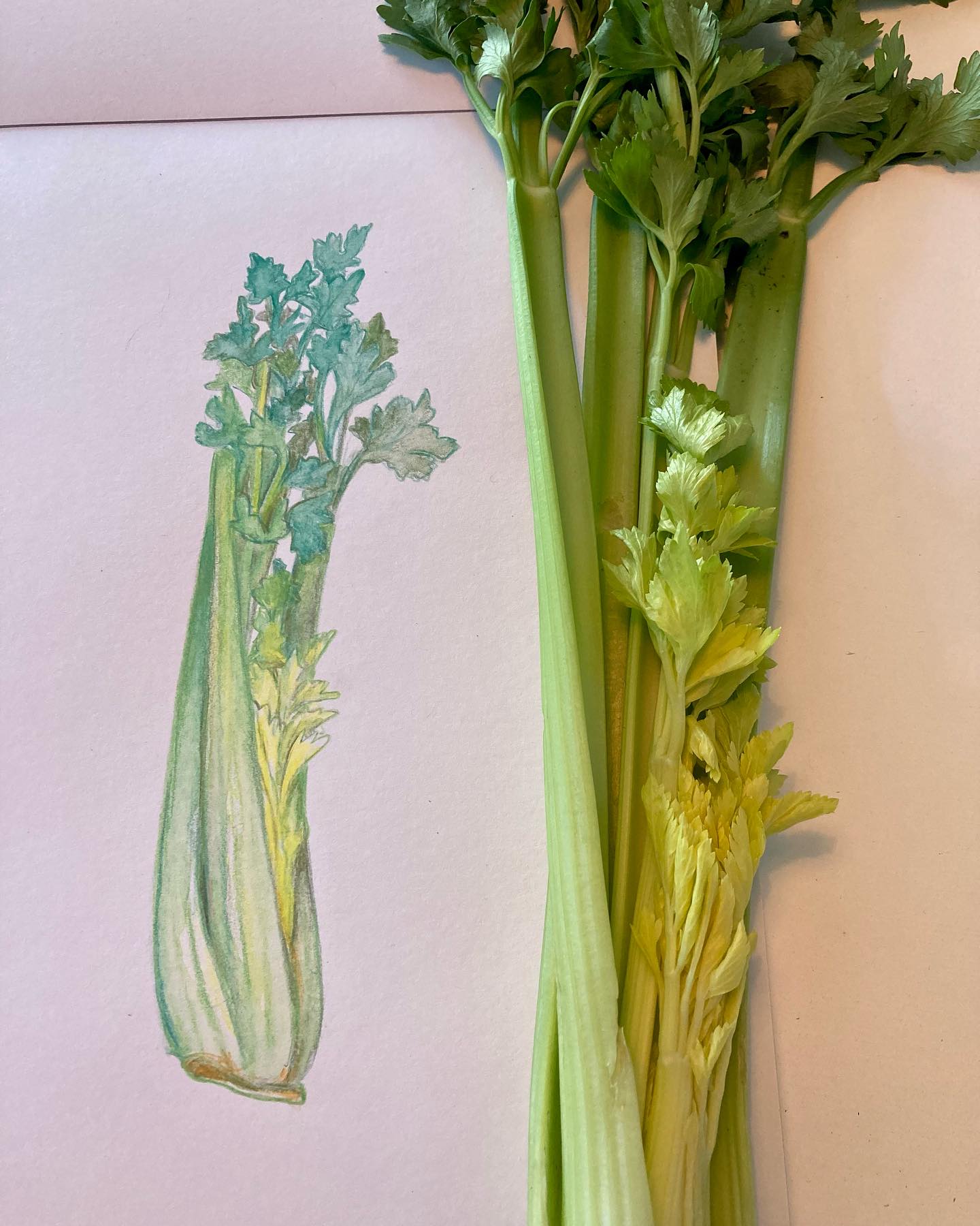 Le céleri branche selon la Diététique Chinoise!
Un dessin perso, ma recette préférée!
Le céleri branche est de nature fraîche, de saveur douce, de tropismes Foie/ Estomac/ Poumon/ Vessie. Il clarifie la Chaleur du Foie, abaisse le Yang du Foie (Josette Chapellet, mon mentor, disait que c’était l’équivalent du point d’acupuncture 3F Taichong, voire 2F). C’est pour cette raison qu’il est considéré comme le grand remède contre l’hypertension artérielle. Il calme aussi la Chaleur de l’Estomac et harmonise celui-ci, surtout en cas d’excès d’alcool.
Il clarifie aussi la Vessie, favorise la diurèse,,traite l’œdème, fait baisser le cholestérol et favoriserait la perte de poids, surtout causée par le stress et le surmenage.
Il serait aussi intéressant pour traiter la goutte, les rhumatismes, les colites néphrétiques, mais aussi les bouffées de chaleur par vide de Yin, avec Yang apparent.
Selon la « théorie des signatures », le céleri branche pourrait s’assimiler à la forme des os et avoir aussi une action pour consolider les os.
Selon les recherches actuelles, il possèderait une substance, le 3NB, aux propriétés antalgiques, qui permettrait de soulager les douleurs d’arthrites ou de foulures.
Il a aussi un complexe de composés, les coumarines, qui lui confèrent un fort pouvoir diurétique, sitôt associé à son fort taux de potassium. C’est ce qui le rendrait intéressant pour traiter les infections urinaires, ainsi que l’hypertension artérielle.
Juste pour la petite histoire: le céleri fut longtemps considéré comme aphrodisiaque! Il représentait chez les Grecs force et virilité, ceci confirmé par la science qui a trouvé dans le céleri une substance induisant la production de testostérone!
Ma recette préférée: Le céleri branche sauté au wok aux shiitakés!
Recette traditionnelle qui peut aussi se préparer en gruau de riz, comme remède contre l’hypertension!
#celeri #céleri #bienfaitsanté #légumes #legumesverts #celeribranche #bonpourlasanté #dietetique #diuretico #diurétique #diuretique #dietetiquechinoise #mtc #madreperlamtc