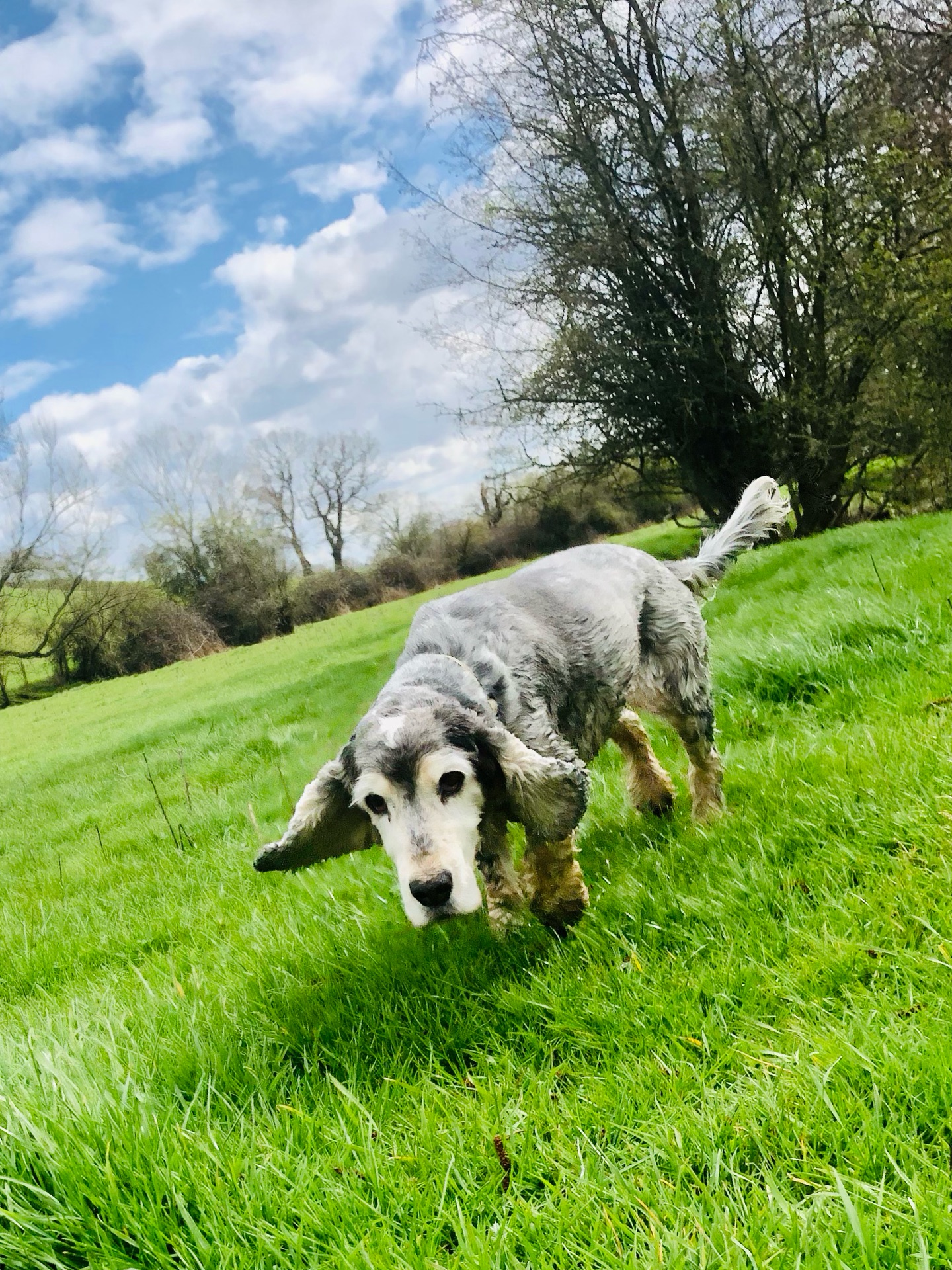 ❤️
If your dog would like to have a walk with us then contact us at www.ardendogwalking.co.uk and check out our half-day experience.
#ullenhall #tanworthinarden #hockleyheath #henleyinarden #dog