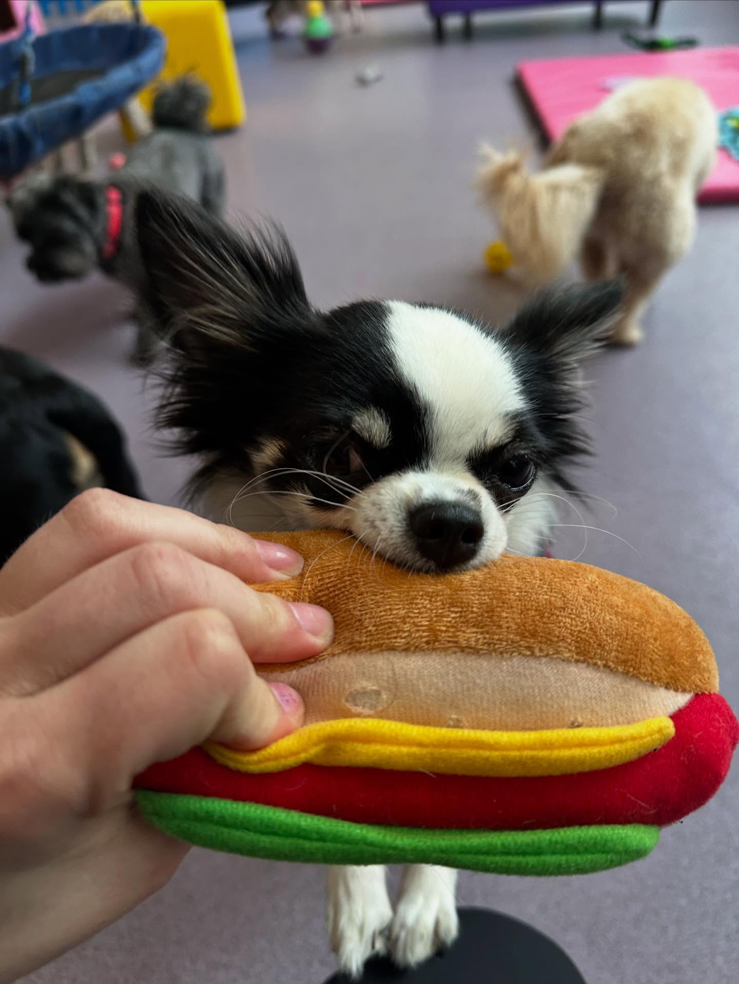 Hot dog hot dog hot diggiddy dog 🩷 @mandymaher3108