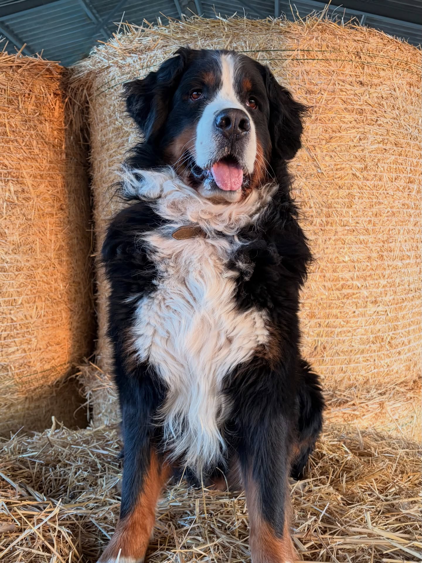 Our Love ❤️
#bouvierbernois #bernesemountaindog #dog #instadog #dogportrait
