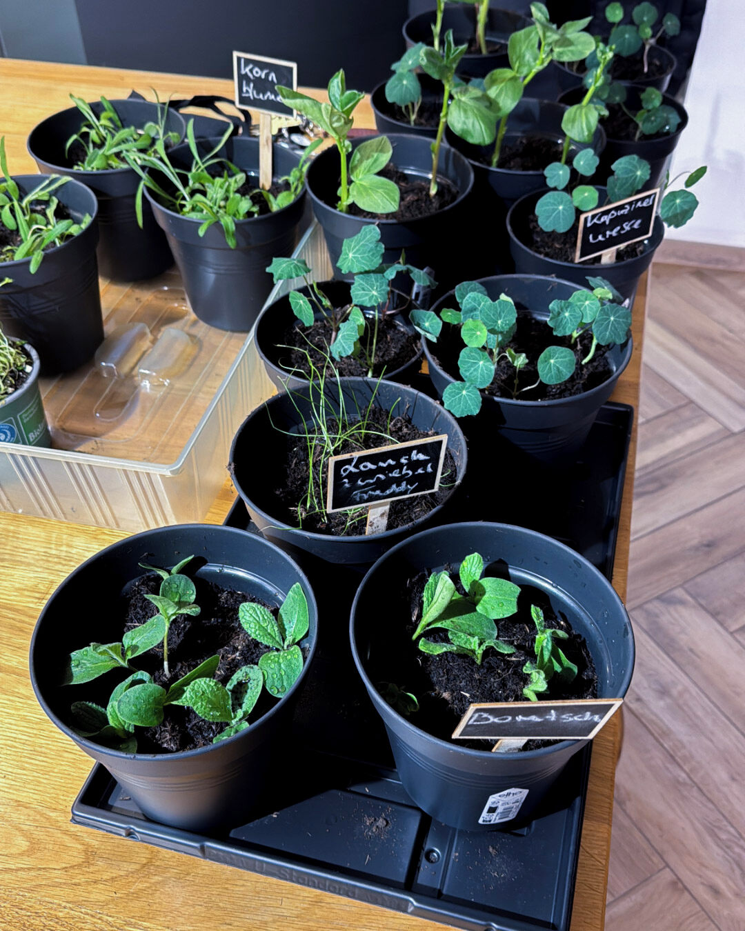 Gartensaison loading 💙🐇