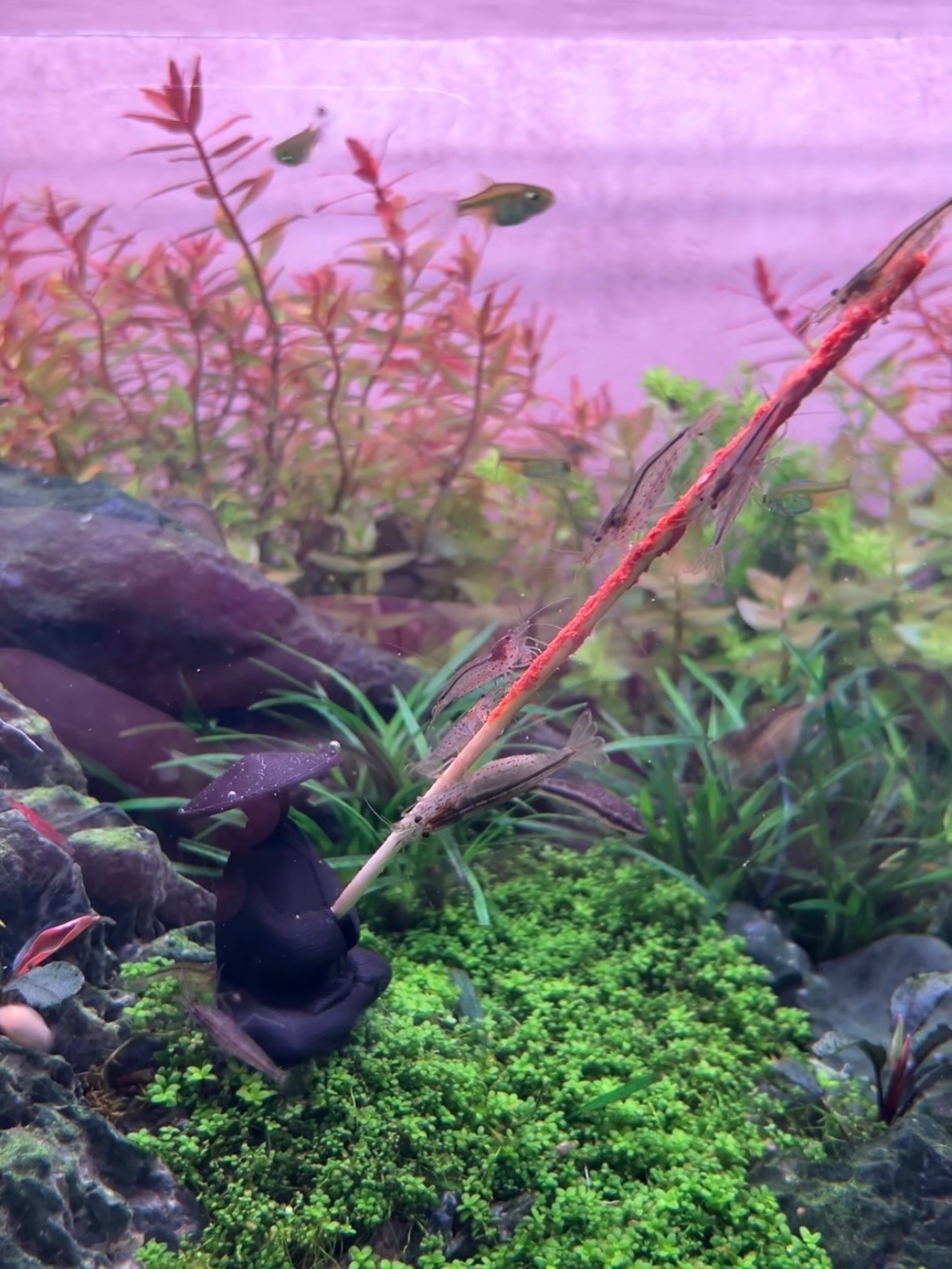 💎 5 ans, une obsession : le détail !
On dit souvent qu’un produit d’aquariophilie doit être efficace. Chez GioiaShrimp, nous pensons qu’il doit aussi être irréprochable sous toutes ses coutures.
Regardez de plus près. 🔍
🛠️ L’ingénierie derrière la Lollies
Derrière l’aspect visuel se cache une triple exigence technique :
La Texture : Étudiée pour offrir une accroche optimale aux crevettes sans provoquer d’effritement immédiat.
La Densité : Un dosage millimétré pour garantir une diffusion lente des nutriments, évitant ainsi tout pic de pollution dans vos bacs.
La Finition : Un standard artisanal où chaque bâtonnet est contrôlé pour une régularité parfaite.
« Un produit doit être beau... mais il doit surtout être fonctionnel. »
C’est cette discipline du détail qui nous anime depuis le premier jour. En 5 ans, nous n’avons jamais sacrifié la performance à l’esthétique, car dans un aquarium, la moindre approximation se paie cash.
Merci à ceux qui, comme nous, ne laissent rien au hasard. 🚀 Joyeux 5 ans !!
#shrimp #aquarium #aqua