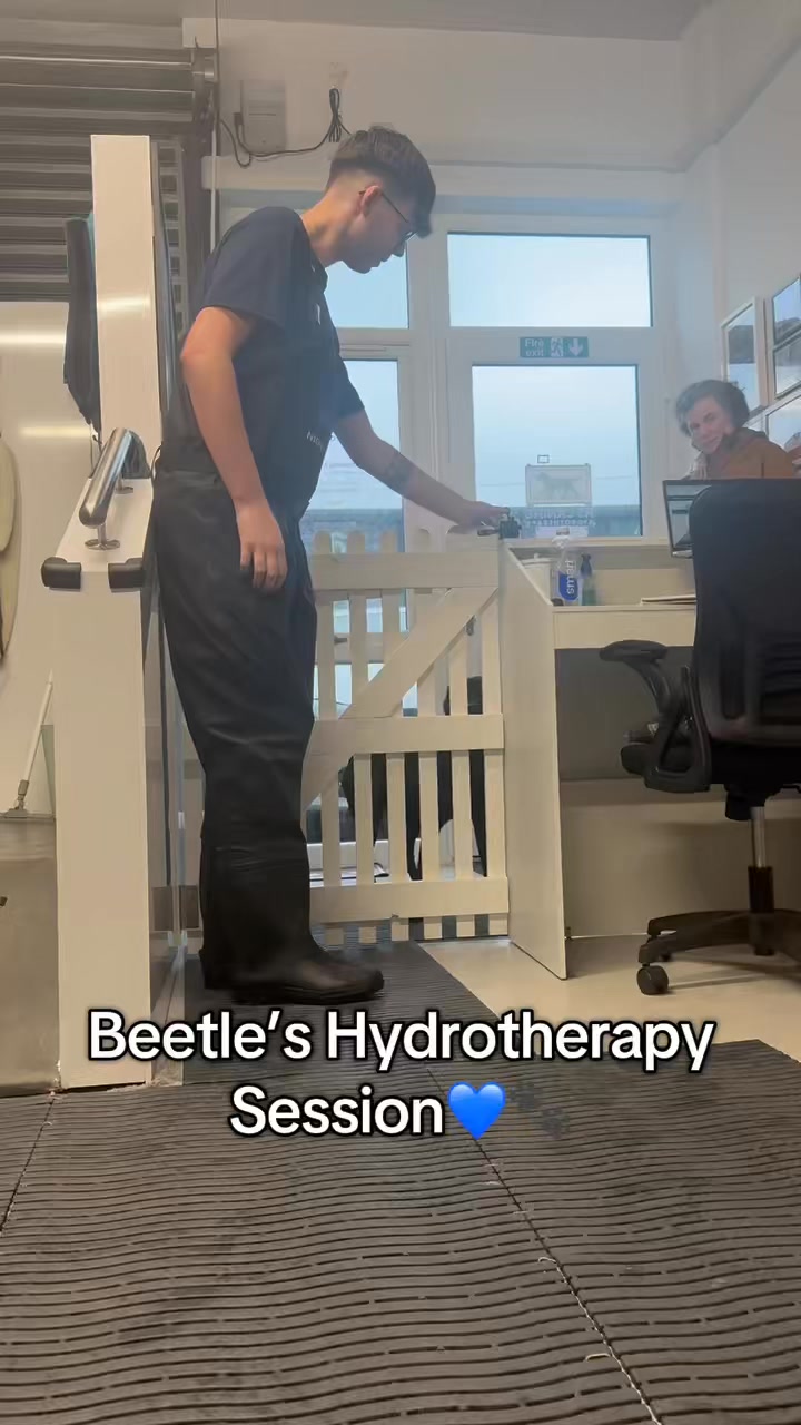 Everyone meet Beetle 💙🐾
A lovely black Labrador who visits us at HS Canine Hydrotherapy for elbow dysplasia management, working hard in the UWTM to stay strong and comfortable.
She’s also joined by her sister Tattie, who comes along for fun and fitness sessions — making it a great outing for them both! 🐾