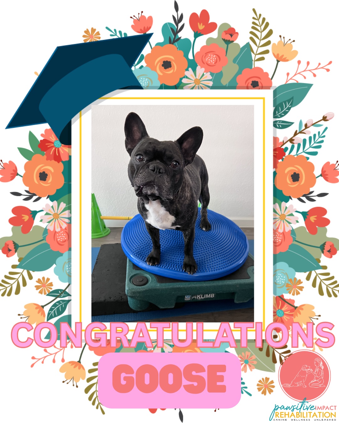 Goose graduated!! 🎓🐾
After undergoing neck surgery, Goose came to us ready to work—and he did just that. Through consistency, patience, and a whole lot of determination, he made incredible progress every step of the way.
From those early days of careful movement to building strength, confidence, and control again… Goose showed us what resilience really looks like. 💪
We are so proud of how far he’s come and so grateful to his family for staying committed to his recovery journey. It truly makes all the difference.
Congratulations, Goose—you earned this graduation! 🐕✨
