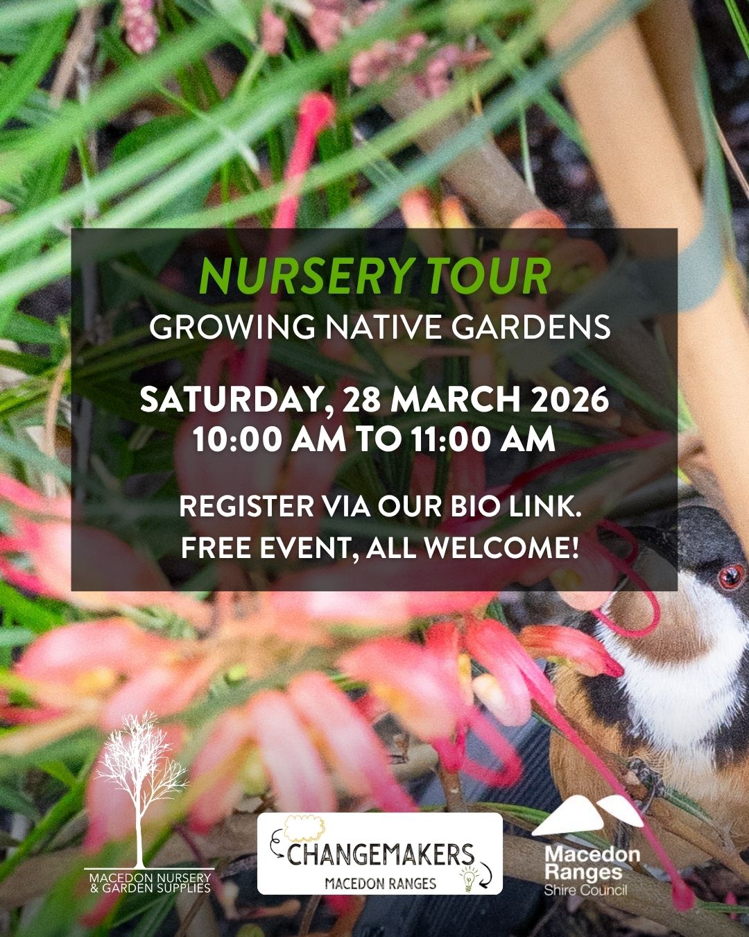 Nursery Tour - Growing native gardens
Saturday, 28 March 2026 | 10:00 AM to 11:00 AM
Discover the beauty and benefits of native gardens.
Join us at Macedon Nursery for a guided tour and discover how native gardens can transform your backyard into a thriving, wildlife-friendly space.
Native plants are not only beautiful, low-maintenance and drought-resistant, they also provide vital habitat for local birds, insects and pollinators.
During the tour, you’ll learn how to:
🌿 Choose native plants suited to your garden and local conditions
🌿 Plant for pollinators and support a more biodiverse backyard
🌿 Find out more about the historic site, originally the Macedon State Nursery 1872.
This family-friendly tour is perfect for beginners and keen gardeners alike, offering inspiration and practical tips you can use at home.
Come along, grow native, and do your bit for local biodiversity.
This is a free event, however registration is required via our bio link.
Organised by @macedonrangessc