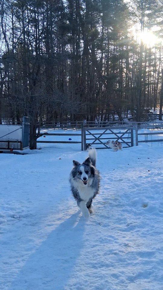 Mimzy is recovering from her spay, but BEFORE her surgery.... she and Lily had gotten very comfortable with each other in some super duper rough & tumble play time. They both have zero off switch, lol.
#maine #dogs #adoptdontshop #spay&neuter #dogsofinstagram