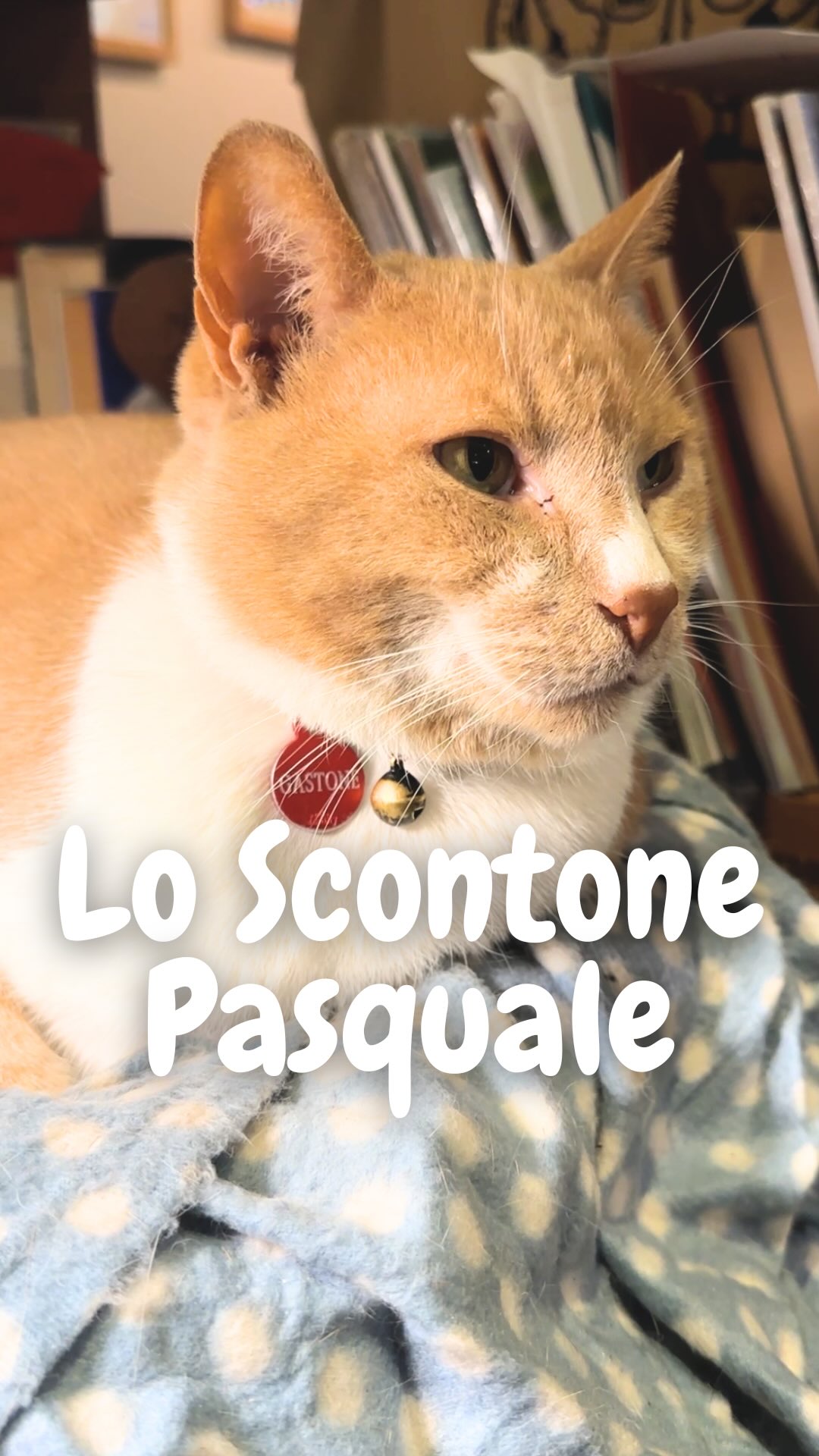 Caro @gast0ne__ siamo spiacenti di contraddirti.
Dei pulciari non farebbero il super scontone pasquale del 25% sull’asporto dei vini naturali fino a sabato 4 aprile 😂
E non è così facile trovare i crocchini a forma di uova🥹
👉 mercoledì - lunedì / 17.00-01.00
❌ Chiusi il martedì
🍜 Menù nel link in bio
☎️ Prenotazioni in DM e via WhatsApp al numero 3388116949
#owine
#beeeeenatural
#vininaturaliroma
#enotecaroma
#enotecanaturale
