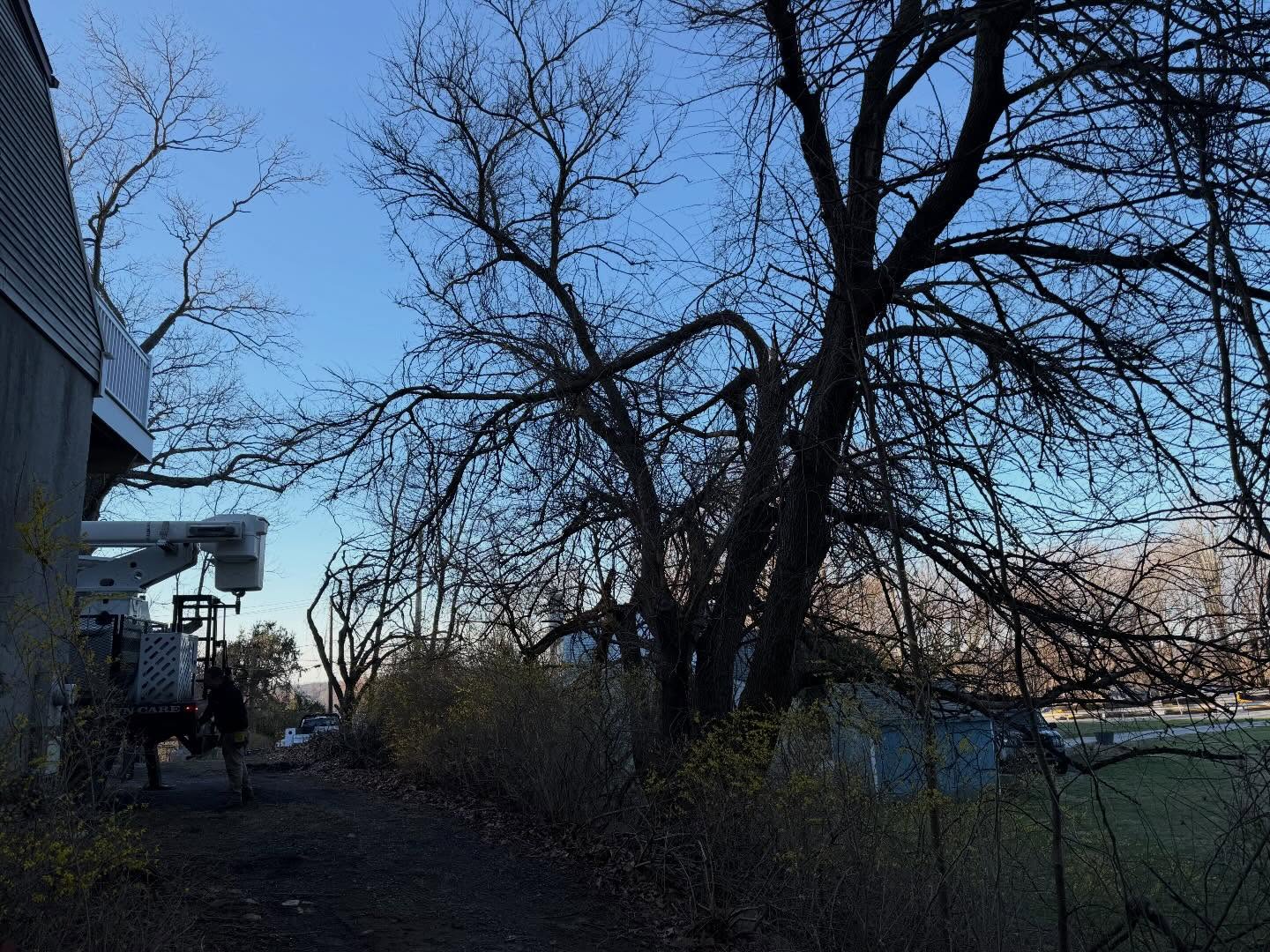 Takedown of the day #wpm #willspropertymaintenance #beforeandafter #treeservice #treeandlawncare