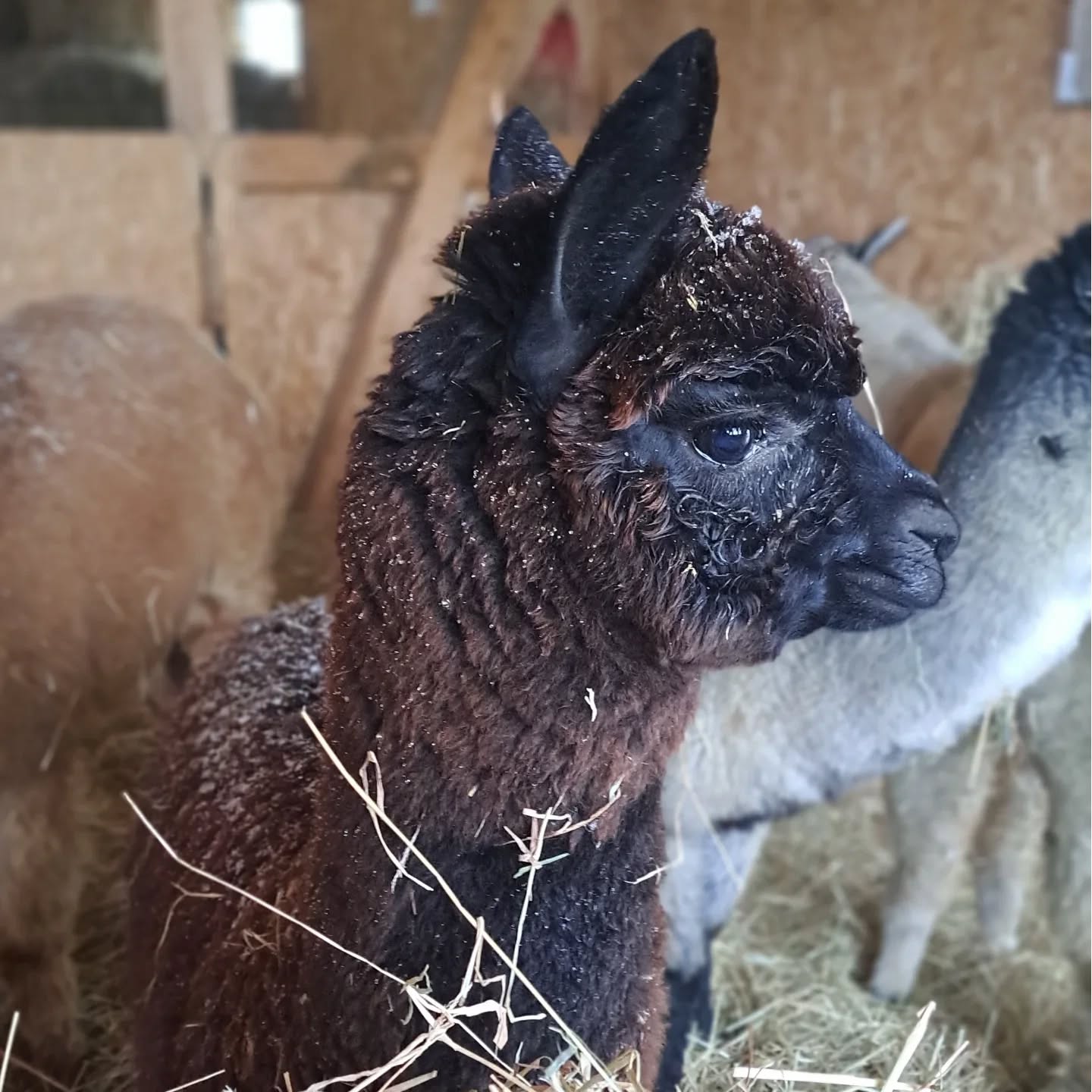 Schaut mal, unser Kleiner ist nun bald ein halbes Jahr alt. Schon ein richtig kleiner Hengst. So schön, ihn aufwachsen zu sehen und sein Verhalten zu beobachten. Er ist richtig mutig geworden. Frisst nun schon aus der Hand und kommt von sich aus auf uns zu. #socute #inlovewithalpacas #reinholdalpaka
