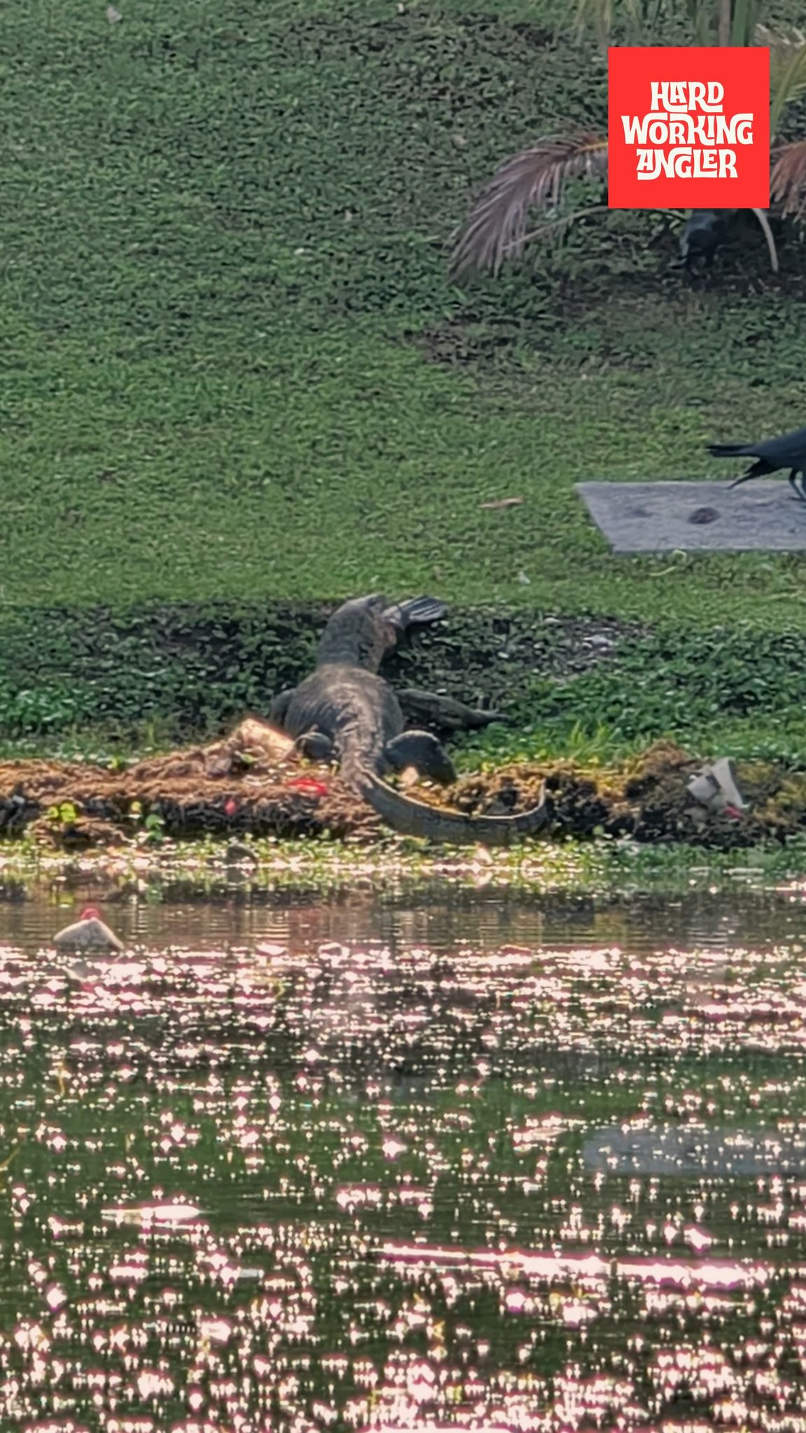 tengok gaya ekor ikan tu macam toman. Sapa boleh confirm? #peacockbassfishingguidemalaysia #hardworkingangler #fishing #toman #visitmalaysia