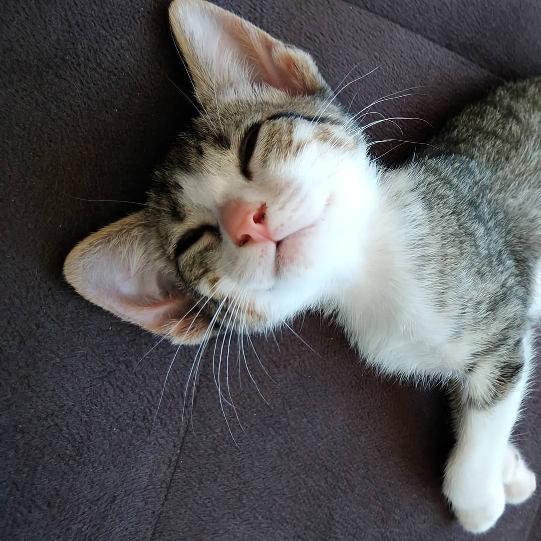 Há um mês essas duas moças surgiram na minha vida e depois disso eu me tornei o que mais temia, a tia dos gatos! 🤭🥰
Brincadeiras a parte, Tereza e Márcia surgiram de surpresa, abandonadas em uma quarta-feira chuvosa. Eu não tinha planos de adotar, muito menos dois gatos de uma só vez.
No início tive medo que não desse conta, pesei muito os prós e contras de adotar dois animais de uma só vez, eram gastos veterinários e do dia-a-dia, somados a uma mudança de casa.
Elas não são meus primeiros animais de estimação e eu sempre amei muito bichos, quando chegaram ativaram tanto a minha criança interior que até lembrei que quando pequena eu dizia querer ser veterinária.
As últimas semanas não têm sido as mais fáceis, o desanimo e cansaço diante da pandemia e todo o colapso que estamos vivendo também me atingiu. Sou psicóloga, mas não sou de ferro! Pessoas próximas a mim adoeceram, algumas se foram.
Tereza e Márcia, tem sido paz e alegria no meu lar. Quando me percebo mais esgotada e precisando recarregar as energias no meio do homeoffice vou brincar com elas. As duas são extremamente carinhosas e por serem nenês ainda, volta e meia fazem algo muito engraçado.
Vários estudos apontam os benefícios de se ter animais de estimação, trazendo o quanto podem ser aliados na diminuição do estresse, ansiedade, entre outras coisas.
No entanto, este post aqui é só para falar do amor que elas me trazem! 🌻🥰