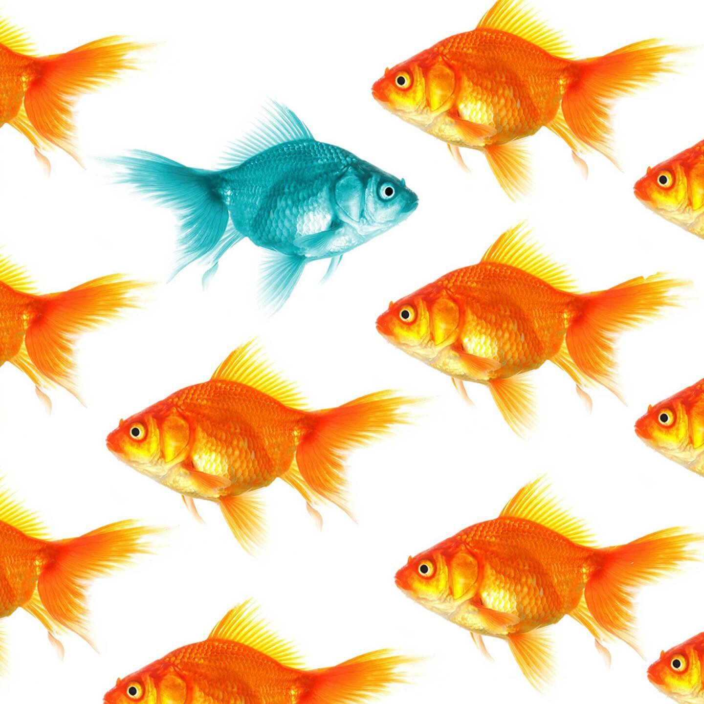 // PROJECT SHOWCASE // Kerslands Solicitors - Law Done Differently
We really appreciate reviews from our valued, long-standing clients once projects are delivered and in most cases when we continue to work together building brands through visual communications and marketing campaigns.
Here’s a few words from Lesley McDermid, Director of Kerslands Solicitors regarding the delivery of their re-imagined website, graphics and photography:
“GUGA Creative assisted us with the creation of a new website for Kerslands Solicitors. We provided Brian with a simple brief and he helped guide us through the whole process from style, to copy and imagery. He made things straightforward and was hugely helpful. He really did hold our hands through the process.
We now have a website which reflects our vision (including our office dog, Archie!). We couldn’t recommend Brian and GUGA Creative highly enough.”
#brandidentity #contentcreator #buildabrand #visualidentity #websitedesign