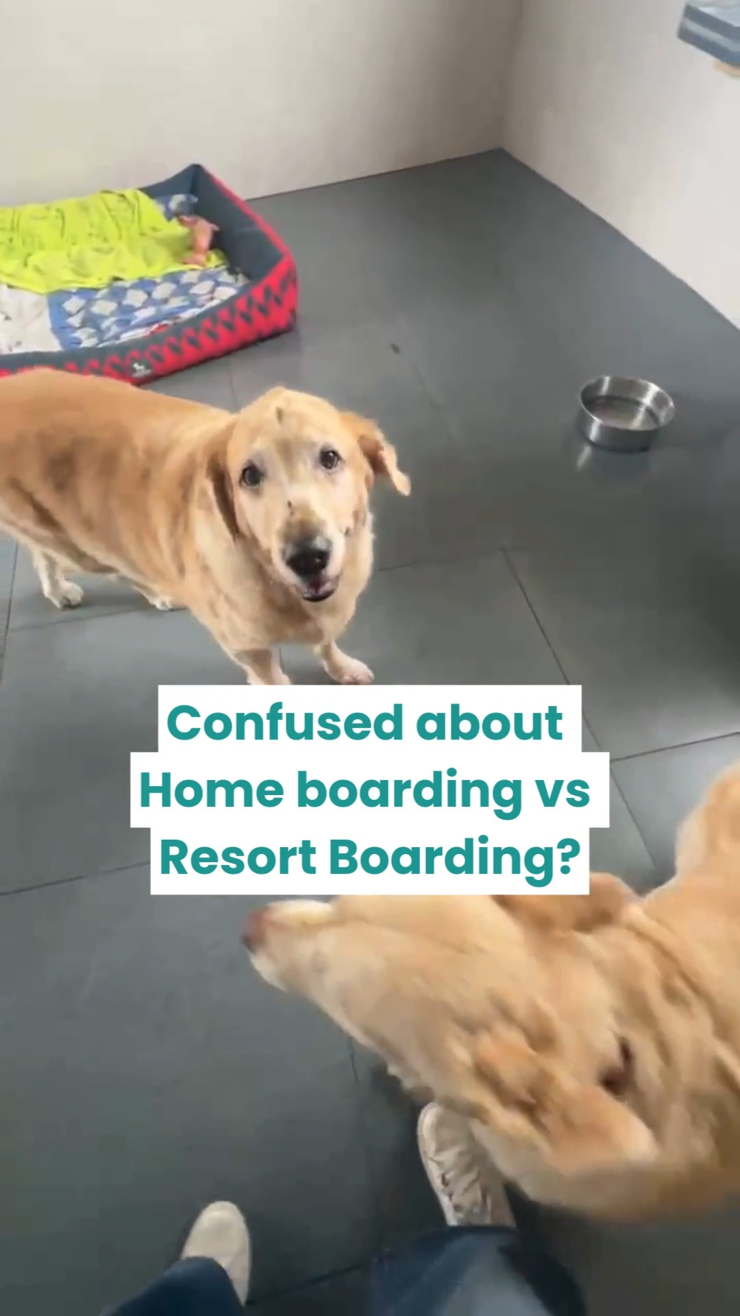 Home boarding vs Resort boarding — they are NOT the same. Choose wrong, and your pet feels it.
Both options can work… but only if they match your pet’s personality, health needs, and comfort level. Here’s the real difference 👇
🏡 Home Boarding (pet stays in someone’s home)
✔️ Fewer pets, quieter environment
✔️ Good for anxious, senior, or first-time boarders
✔️ More one-on-one attention
⚠️ Limited medical support
⚠️ May lack structured routines or professional supervision
🌿 Resort Boarding (facility-based care)
✔️ Trained staff + supervision
✔️ Structured routines (play, rest, feeding)
✔️ Access to vet care in emergencies
✔️ Enrichment activities & socialisation (when suitable)
⚠️ Can be overwhelming for very anxious pets if not managed properly
💡 What matters more than the label:
✔️ Your pet’s temperament (social vs shy)
✔️ Medical needs (do they need supervision?)
✔️ Hygiene & safety standards
✔️ Staff training & monitoring
🚫 Truth bomb:
“Looks homely” or “looks fancy” doesn’t guarantee good care.
What matters is safety, supervision, and understanding your pet.
Because the right choice = a relaxed pet who eats well, sleeps well, and settles in faster. 💛
📌 Save this before booking your next boarding
📤 Share this with a pet parent who’s confused between the two
#cessnalifelineveterinaryhospital #cessnalifeline #20yearsofcessnalifeline #petboardingindia #homeboarding #petresort #petcaretips #dogboarding #catboarding #petparentsindia #responsiblepetparent #petwellness #fearfreepets