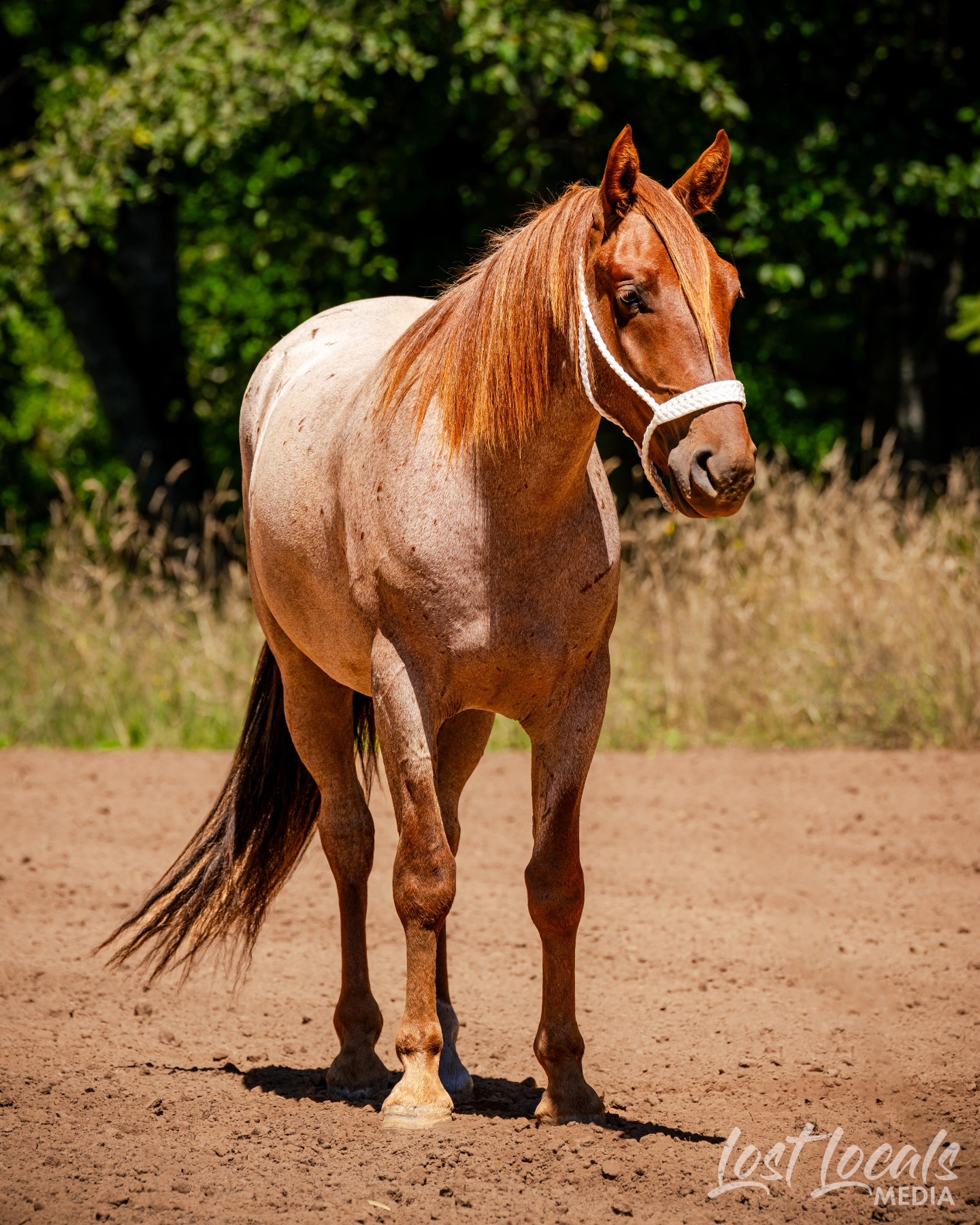This is Boone. Boone is a Mustang taking part in the 2025 Teens and Oregon Mustangs challenge.
In almost 90 days, Boone has gone from untouched and wild to making his way to becoming quite an upstanding citizen!
Boone was a very good boy for his official photoshoot and wanted to let everyone know he will be competing at the 2025 Adoption Challenge in Albany August 29th-31st and will be available for adoption!
Check out Josie's Mustang Makeovers on Facebook to follow along Boone's journey!