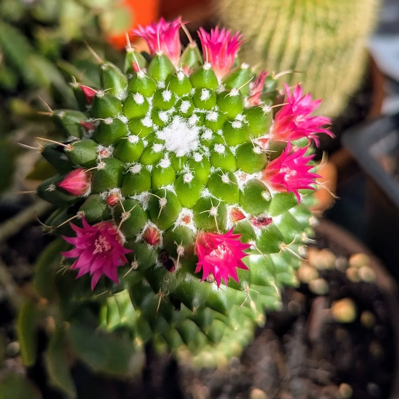 We have a happy mammillaria polythele cactus over here!
Yes those blooms are real, and they're *spectacular* 🌸🌵
Only 1 available, purchase through the website or DM me!
#druidgreenhouse #gardenersofcleveland #mammillariapolythele #cactus #clevelandgardens