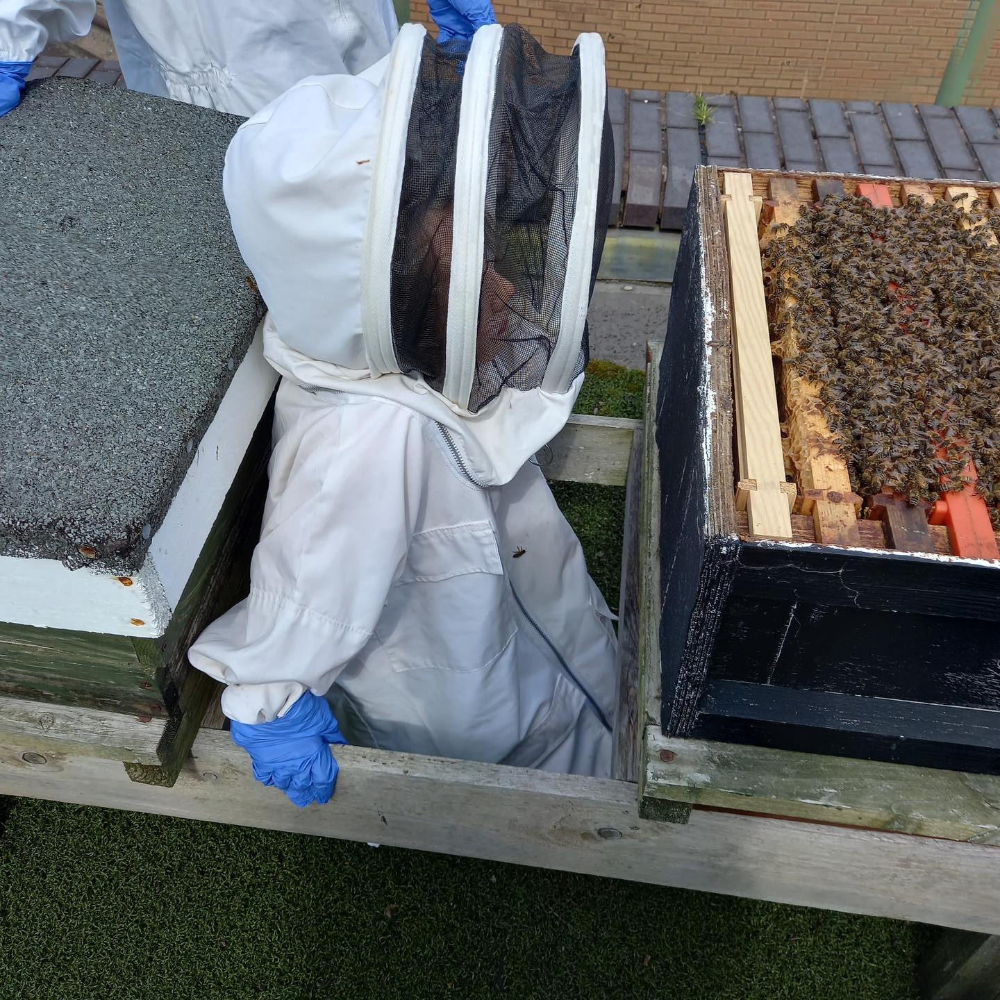 Happy Bank holiday everyone. Here are a couple of shots of one of our young helpers discovering lot’s about the bees. @groundedcommunitycharity @groundedcommunityeducation .
.
.
.
.
. #bees #honeybees #beekeeping #youngbeekeepers #education #community #volunteer #communityeducation #beekeeperslife #beekeeper #honey #brood