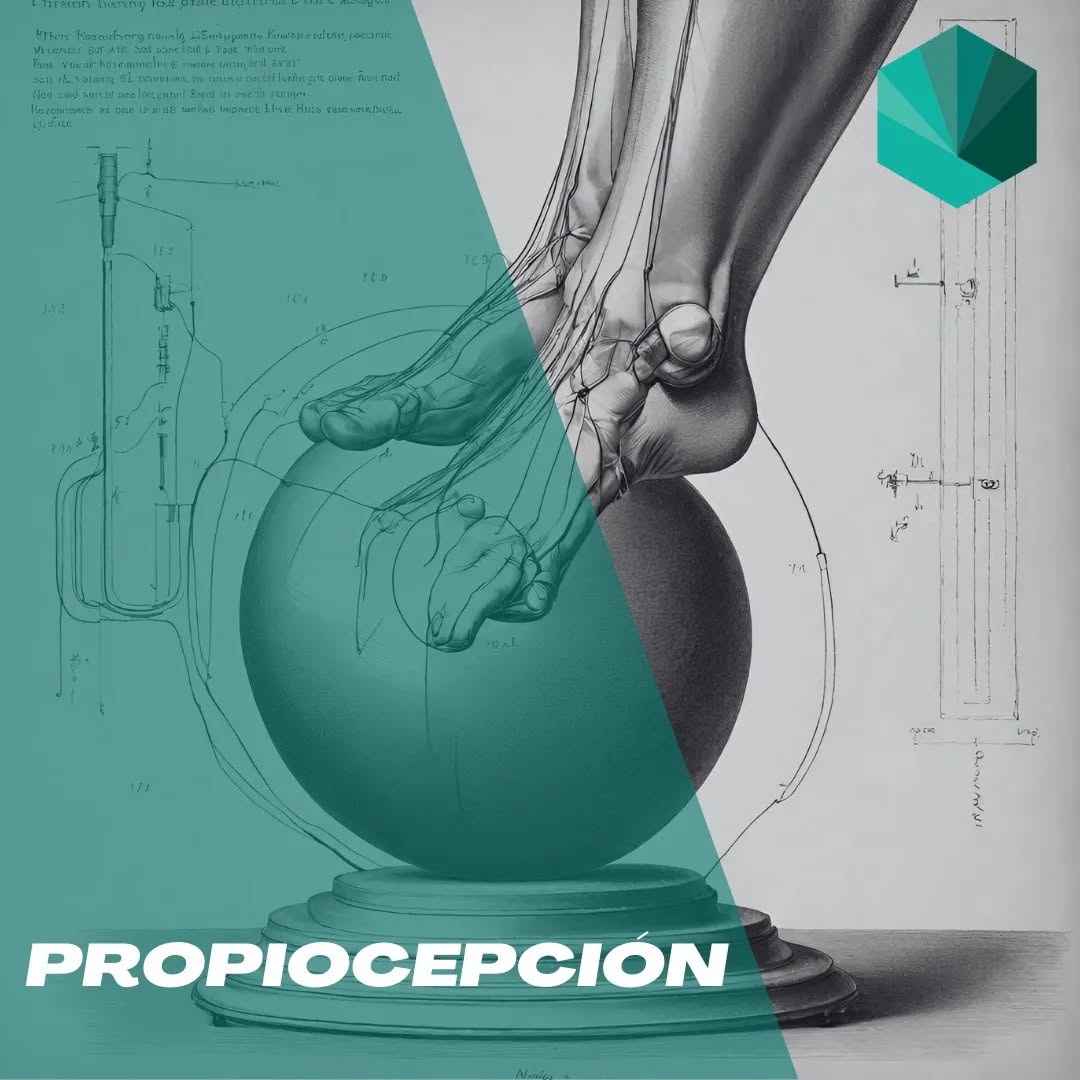 📢 ¡PROPIOCEPCIÓN! QUE ES Y QUE INVOLUCRA
🦶🏼🦵🏼¿Alguna vez has tenido un esguince de rodilla o tobillo, se curó solo pero tiempo después vuelves a recaer o sufres esguinces pequeños cuando caminas?
🧐 Pues bien, eso se debe a que se ve afectado el sistema propioceptivo. Este es el encargado principal del control articular involuntario y con ello del control postural.
🦿La propiocepción depende en su mayor parte de los receptores que se encuentran en la articulaciones, en ligamientos y regiones miotendinosas. Y son los encargados de informar al Sistema nervioso central (nuestro cerebro) sobre la posición o control del movimiento.
🤸🏻Gracias a la propiocepción junto con otros sistemas podemos realizar actividades y tareas que requieren cierta coordinación o equilibrio. Por eso cuando tenemos un esguince ligamentos estás capacidades se ven afectadas.
📝 Por último hay que recordar que cuando sufres algún esguince o lesión articular es conveniente acudir al profesional sanitario adecuado para realizar un tratamiento eficaz y evitar recaídas.
💚 Esperemos que este post os aclare alguna y os sirva de aprendizaje. Nos vemos en ValTem.