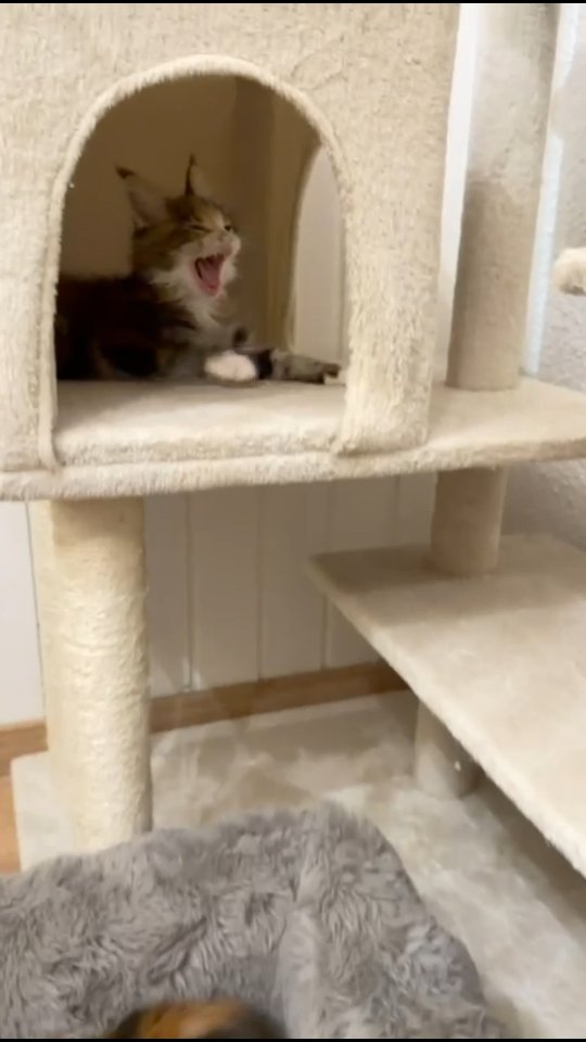 Coucou 🤍 voici notre nurserie
En attendant de te rencontrer, je grandis ici, au Domaine de l'Eau Vive, dans le canton de Fribourg 🇨🇭
Avec Amour ❤️
Carine Zimmermann
Éleveuse de Maine Coons
Affiliée au Cat Club Romand
Domaine de l’eau vive
1724 Bonnefontaine
+41 79 281 93 88
www.lescoons.ch
#mainecoons #kittenlove #kitten #chaton #chatheureux