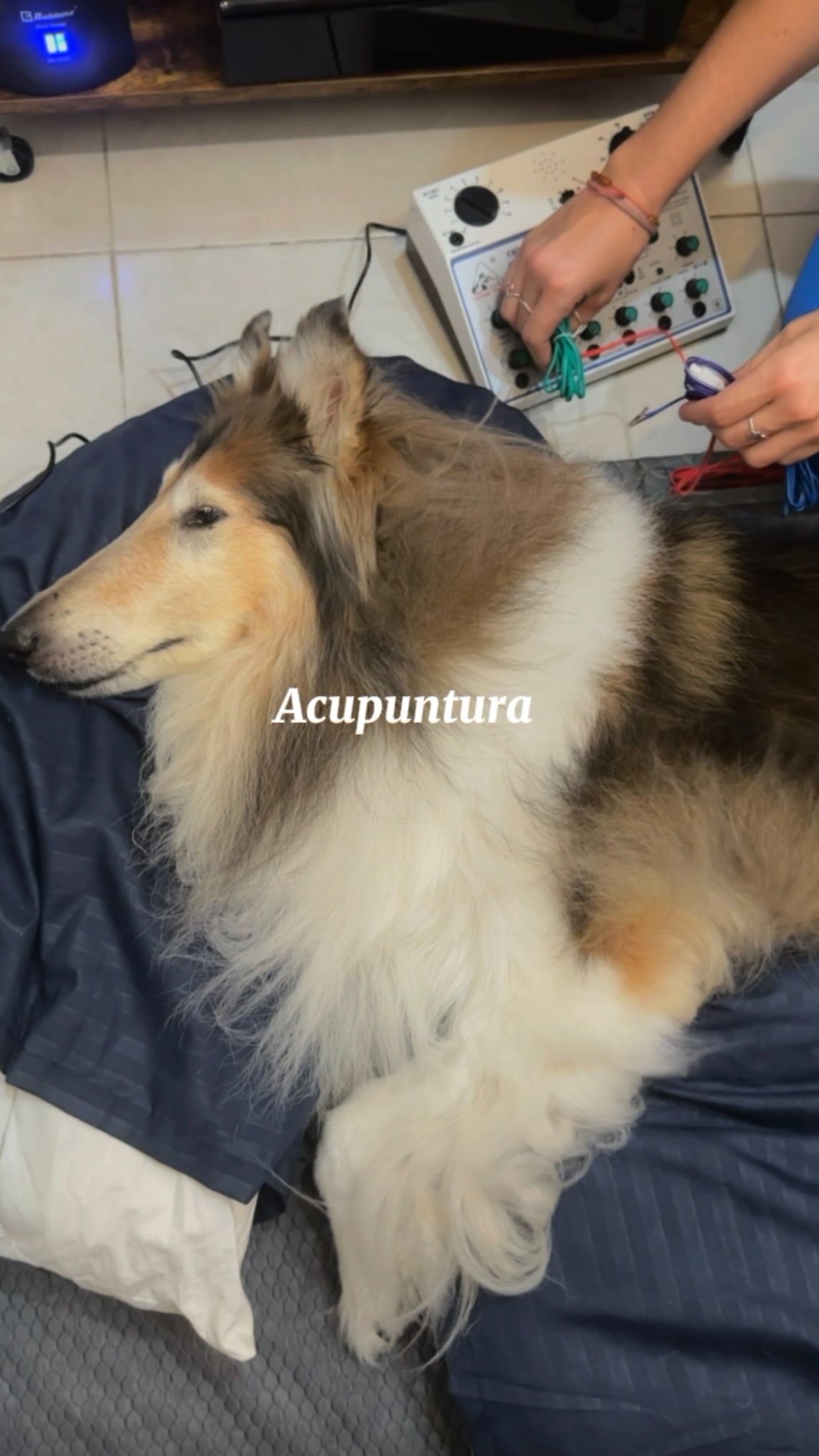 🐾Acupuntura para perros: una de las terapias que más ayudó a Emma en su vejez ✨
🐾Encontrar a Natalia Dixon fue, sin exagerar, una bendición en la vida de Emma.🤍⭐️
⭐️Natalia es médica veterinaria zootecnista y cuenta con un centro integral donde acompaña a perritos desde una visión mucho más completa: acupuntura, ozonoterapia, fisioterapia veterinaria, entre muchas otras terapias que buscan mejorar su bienestar y calidad de vida.⭐️ @lotusvet_centrointegrativo
Les dejo aquí la información de Natalia y su centro para que puedan conocer más de su increíble trabajo. Si tienen dudas o quieren saber más sobre este tipo de terapias, seguro ella les podrá orientar mejor. @lotusvet_centrointegrativo
🤍Para mí siempre hubo un antes y un después desde que la conocimos. Fueron casi 4 años en los que su acompañamiento fue clave para el bienestar integral de Emma, especialmente en su etapa geriátrica.🪷
🐾Por eso este video también nace desde la gratitud, pero sobre todo desde el deseo de que más personas conozcan que existen médicos veterinarios con una mirada integral y herramientas terapéuticas que pueden acompañar a nuestros perros más allá de solo recurrir a medicamentos, cuyos efectos secundarios a veces pueden ser más agresivos a largo plazo.⭐️
🤍En lo personal, por mi propia experiencia con dolor crónico y la acupuntura, decidí abrirme también a cuidar a Emma desde una visión más integral. Y no me arrepiento: fue parte de lo que le permitió tener una excelente calidad de vida, sobre todo en su vejez.🤍
#perros #amorperruno #perrosviejitos #acupuntura #cuidadoperros