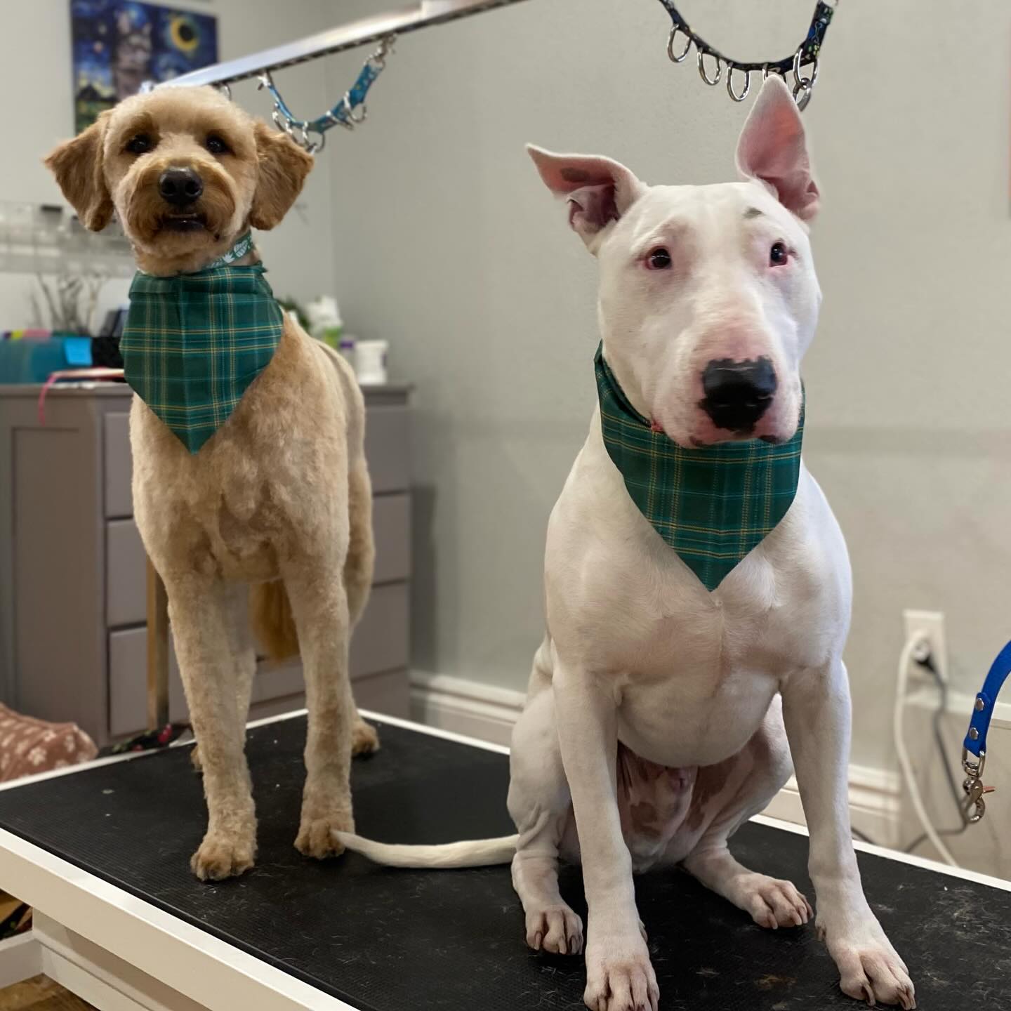 Woof, what a handsome pair of pups 🌼
#cambridgeontario #doggroom #doggroominglife #doggroomingofinstagram #doggroomers