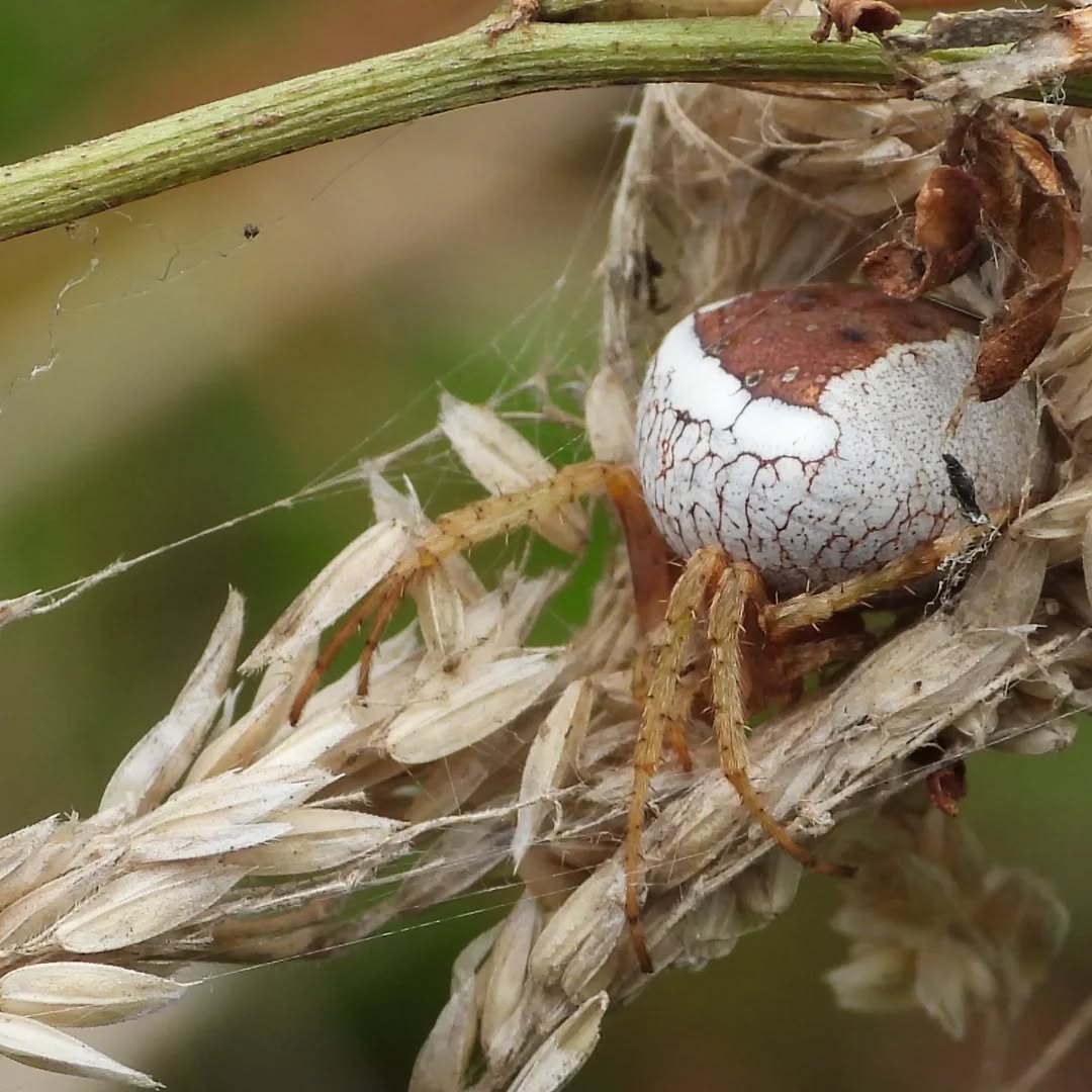 A stunning looking Orbweaver, tucked into a grass seedhead. She is quite blown up, probably pregnant and about to lay her eggs.
#karameaspiders #orbweaver #gravidorbweaverspider