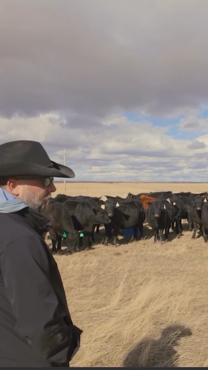 Every pound matters in today’s cattle market — make sure you’re getting the most out of each one.
With the right nutrition program from AgriBest Feeds, you can maximize efficiency, support rumen health, and turn every pound into profit.
Don’t leave gains on the table. Make them count.
#AgriBestFeeds #CattleIndustry #FeedEfficiency #RanchLife #BeefProduction