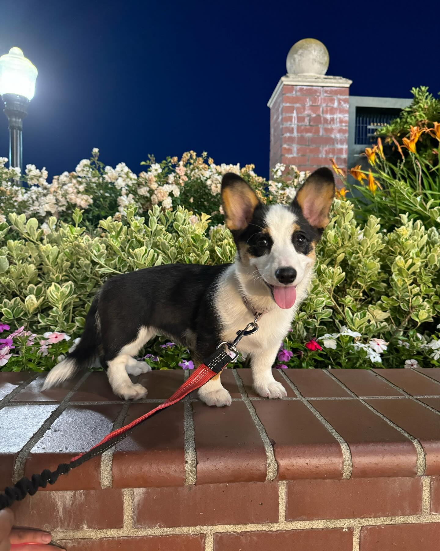 Wouldn’t you want to take me home 🥹?
Why is Angie so serious 😅?
We are located in the Central Valley and can meet up with you locally around the bay area :)
Have you bought a puppy from us before ? Contact us on our special pricing for a second puppy from us 🙊 •
•
•
Follow 👉 @officialcorgiville❤️
•
•
Follow 👉 @officialcorgiville 🐶
•
•
Follow 👉 @officialcorgiville🐾
•
•
•
Follow us for more corgi content 📸
•
•
Comment/Tag a friend who needs to see this 💝
.
.
.
.
.
#ilovemydog #dogpals #dogsarelove #doglovers #itsadogslife #dogsofinstaworld #bestwoof #mydogiscutest #teamcanon #dogkisses #dogmoments #tongueouttuesday #weeklyfluff #dogsrule #happydogs #dogsmakemehappy #cockapoo #dogs #tot #mustlovedogs #dogsarethebest #puppyoftheday #dogsofinstagram #dog #bestwoof10k #puppy #mydogisthecutest #puppies #corgipuppies #bayarea
