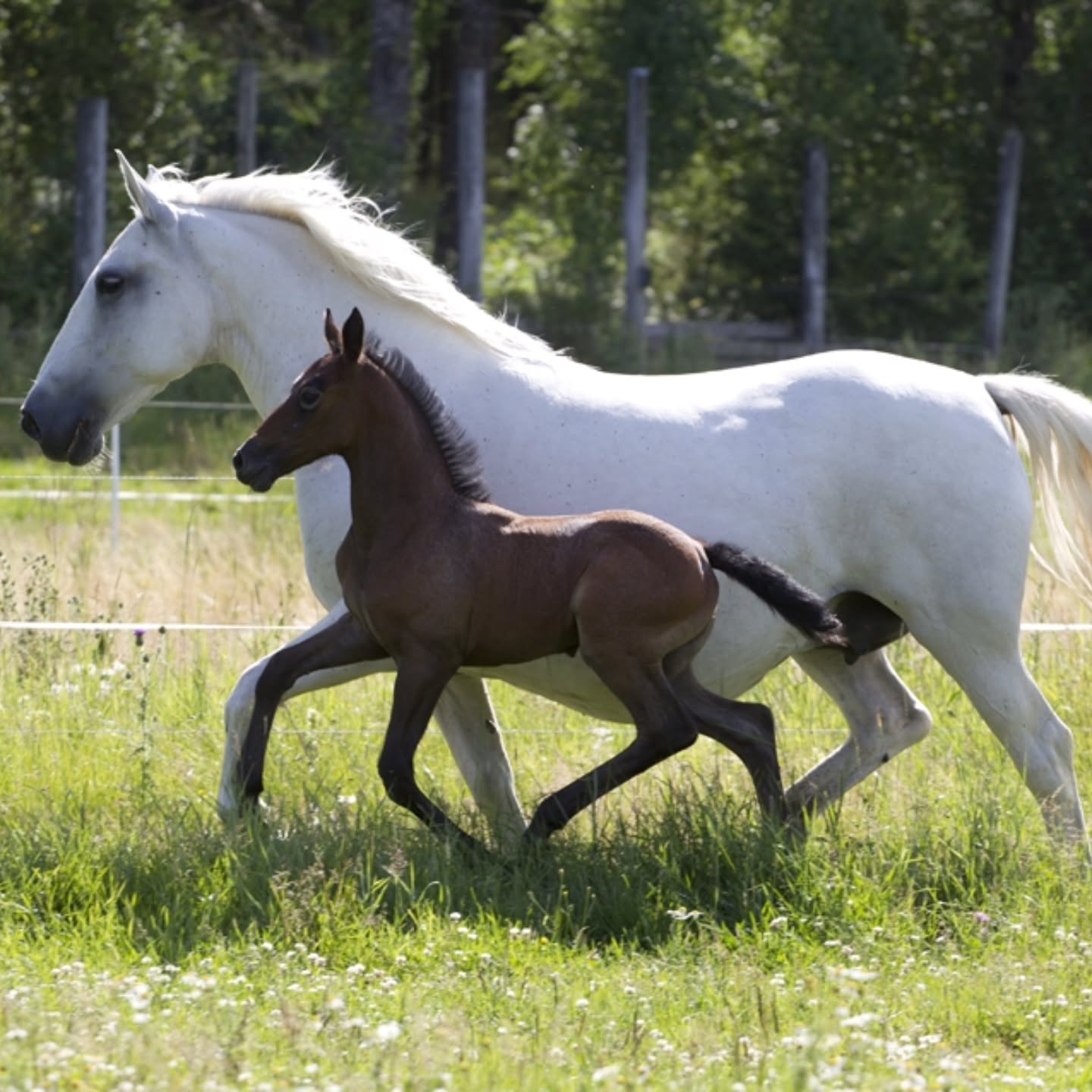 Avelssäsongen 2026
Nu är det dags att planera för hingst om du ska ta ett föl på ditt sto i år!
Våra avelshingstar 34 Pluto Timon, 35 Pluto Cosmo och 30 Favory XXVIII-27 finns tillgängliga för avel från mitten av april.
Vi hoppas att alla lipizzanerstoägare tar åtminstone ett föl på sitt sto, för att hjälpa till att bevara rasen i Sverige, och framförallt för att få ett alldeles eget lipizzanerföl!
Är du osäker på hur allt går till? Eller vet du inte vilken lipizzanerhingst som kan passa juat ditt sto? Tveka inte att höra av dig så försöker jag guida dig.
---
I betalt samarbete med Agria.
I samarbete med Agria bjuder vi på foster- och fölförsäkringen. Försäkringen innefattar bland annat:
▪️3000 kr i livförsäkring.
▪️120 000 i veterinärvårdsförsäkring.
▪️Ersätter om stoet kastar eller resorberar.
▪️Ersätter om fölet blir sjukt och måste behandlas av veterinär.
När ditt sto är konstaterat dräktigt kontaktar du: Angela ”Gela” Hallberg på 070-595 47 51 eller ditt lokala ombud för att få ta del av din nya försäkring.
#lipizzaner #agria