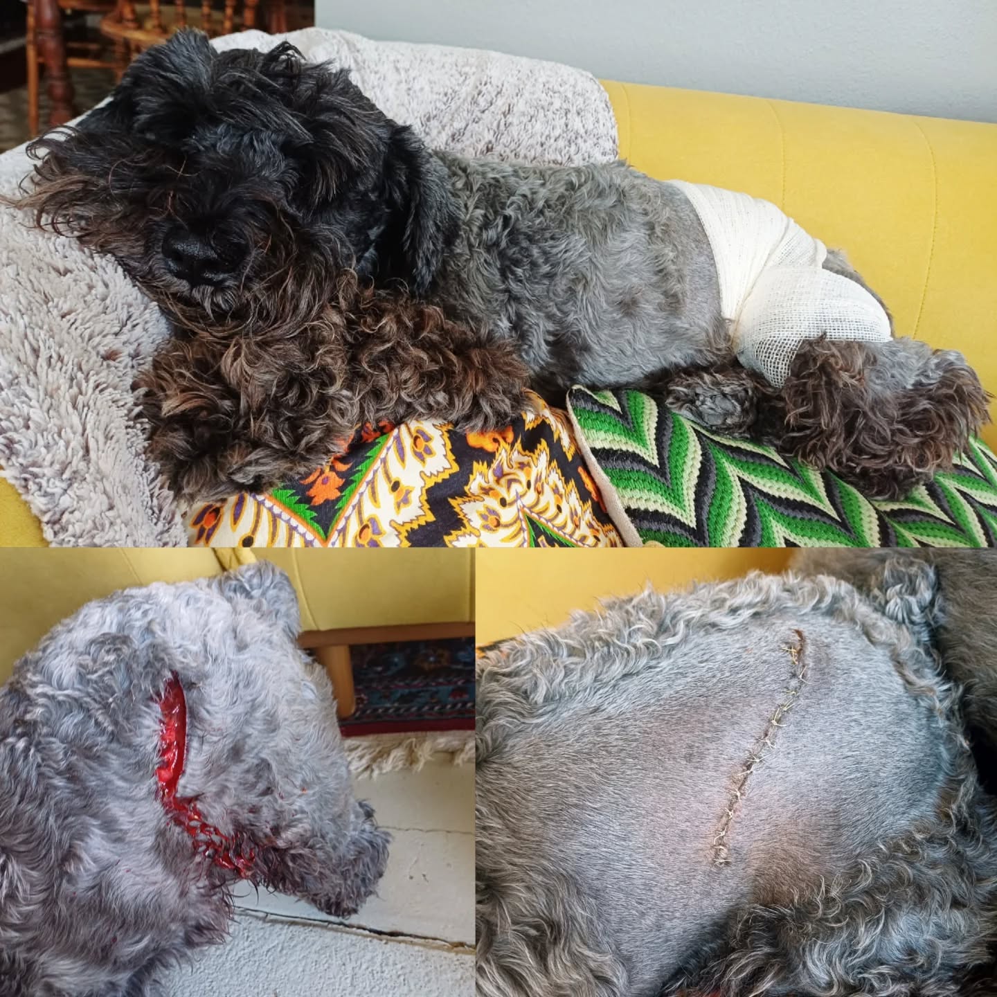 SONDE MET DIE (berg)BURE |
'n Week gelede het 2 groot bobbejaan-manne weer ons erf binnegeklim.
Ou Basjan (en Lievke) sit altyd vrééslik keelop wanneer hulle arriveer en as hy êrens 'n halwe gaping buitentoe kry, dan vaar die man soos 'n wafferse leeu hier uit om te gaan verblaf en verjaag, met my agterna in vaart met die táns verfbal-geweer of die gorilla-klappers (dit het begin by 'n besem, toe 'n kettie en later 'n windbuks) en my verjaag-stem.
Dit is soos propperste oorlogvoering belowe ek jou, net sonder lood, vuurwa of helikopter.
Dit gebeur méér gereeld as nie op 'n gewone weeksdag.
Maar laasweek het hulle omgedraai.
En ou Basjan sommer ordentlik gepommel en lelik gebyt.
Dankbaar dit was toe net bolangs.
Basjan, ons reken jou braaf.
Nodeloos om te verwittig, my rééds lelik versuurde buurmanskap met die 'bollejane' soos Betta sê, wonend hier aan die voet van ons mooi dorp se berg, het verlede Donderdag in tru-rat geskop.
Ons is nou amptelik verby die punt van bemiddeling of versoening.
Salf is daar nie meer te smeer.
Ons is offisieel kwaai-bure.
😎🫡
Groete hier vanuit die Swartland.
En gaan wees tog net 'n lekker buurmens daar waar jy bly.
Mooiloop