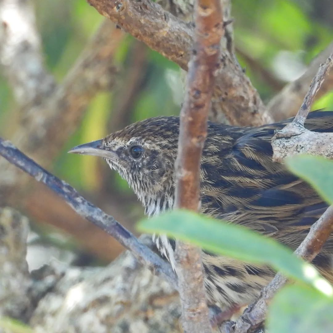Fernbird, on the hunt inside the bushes.
#karameafernbirds #Mātātā #newzealandbirds