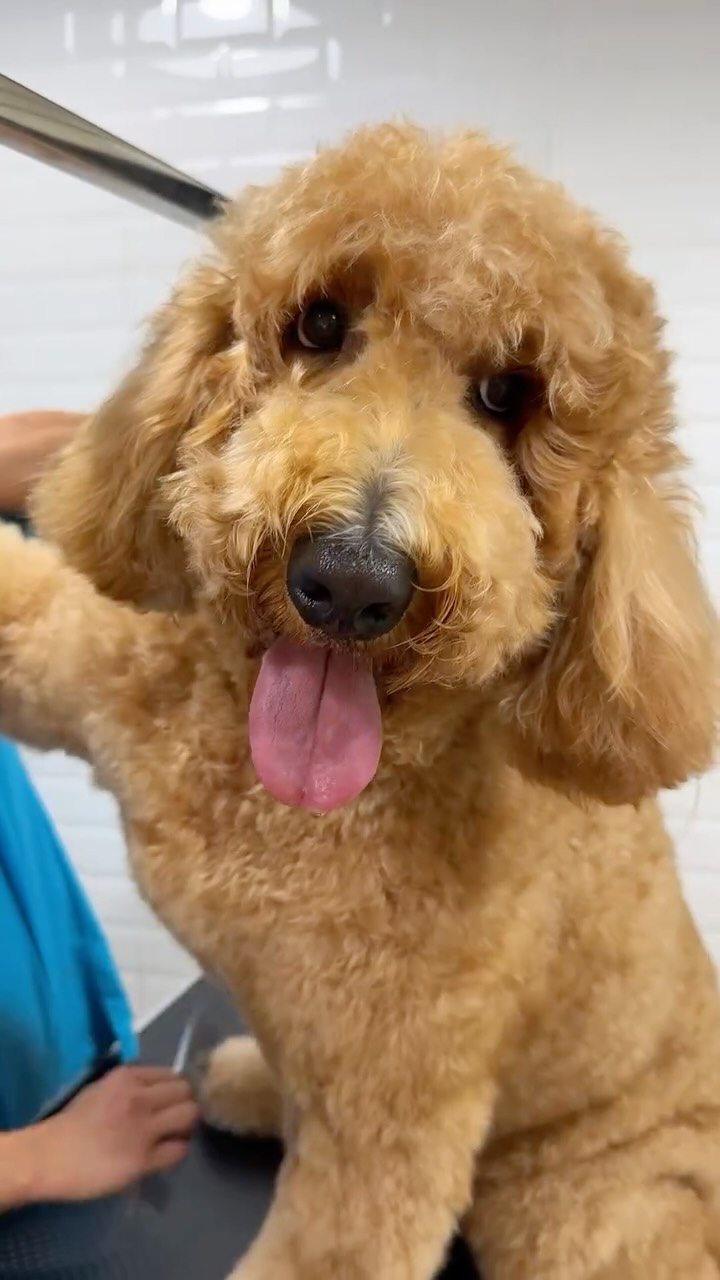 just a big floof getting his spaw day at tail waggin’ dubai hills🐾
#tailwaggin #dogsindubai #petgrooming #doggrooming