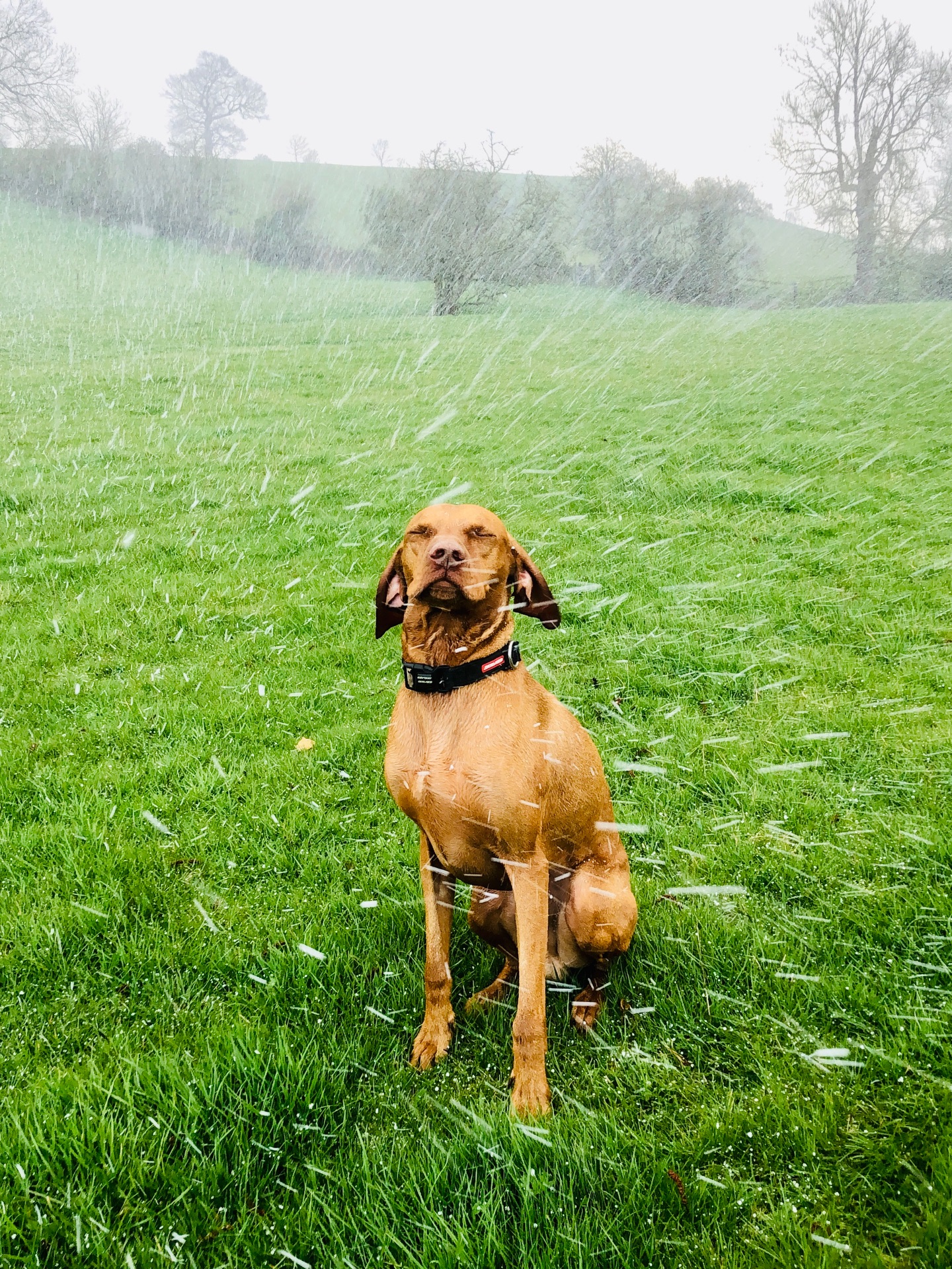 Not a fan of hail… 😅
If your dog would like to have a walk with us then contact us at www.ardendogwalking.co.uk and check out our half-day experience.
#ullenhall #tanworthinarden #hockleyheath #henleyinarden #dog
