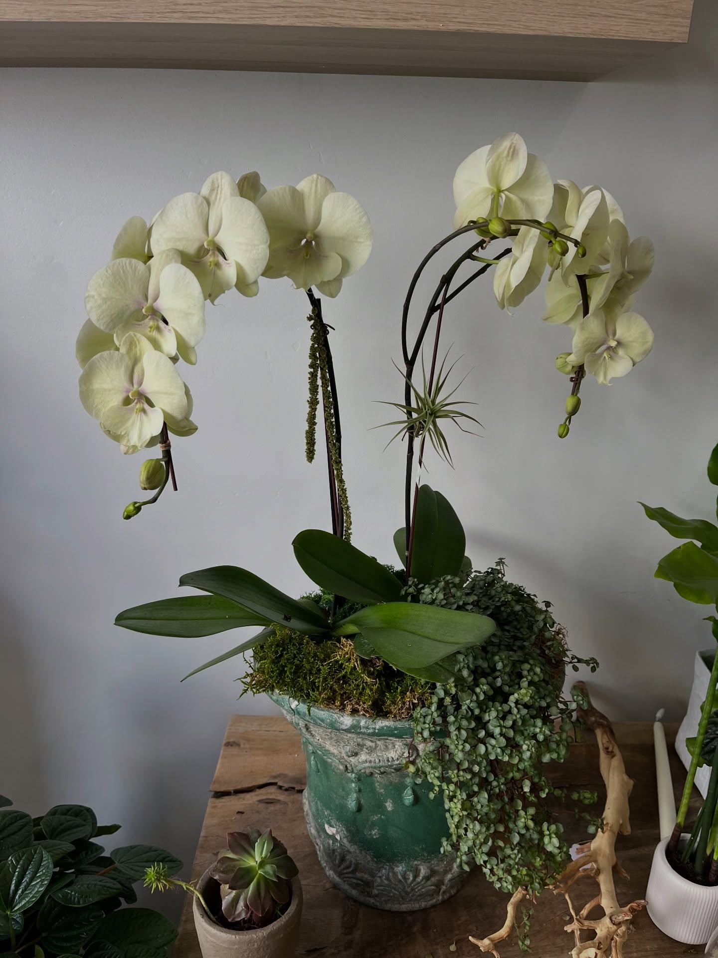 A touch of another era…
Designed for those who appreciate timeless beauty, these orchids evoke the romance of a Victorian garden, elegant, refined, and quietly captivating.
An arrangement that doesn’t just decorate, but transports. ✨
#Plantology #TimelessElegance #VictorianInspired #OrchidArrangement #ChicLiving