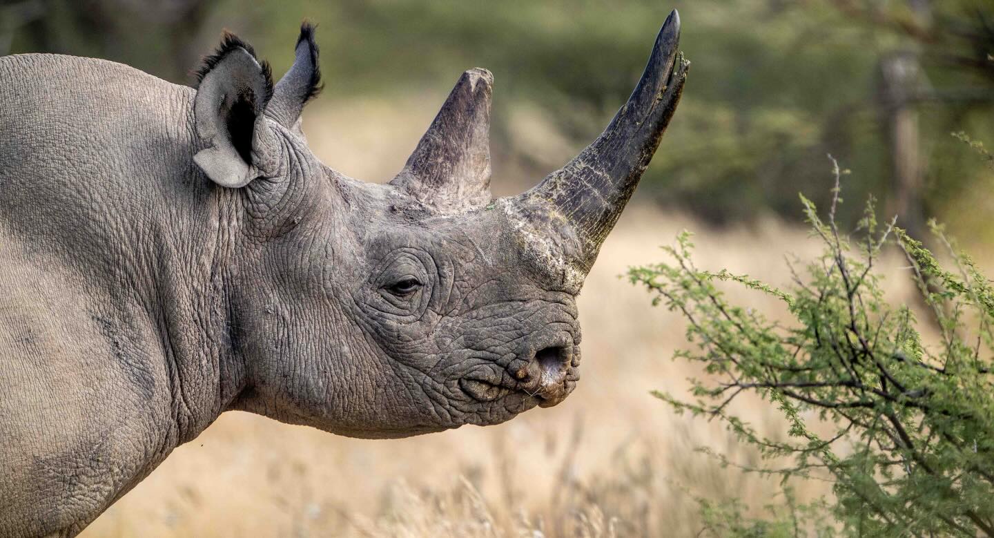 Strength in every stride, tenderness in every glance this rhino and her calf remind us that beauty lives in both power and love.
#WeAreBaruchSafaris #SafariSeekers #EndlessBaruchSafariAdventures #BaruchSafarisNamibia #NaturalSelection