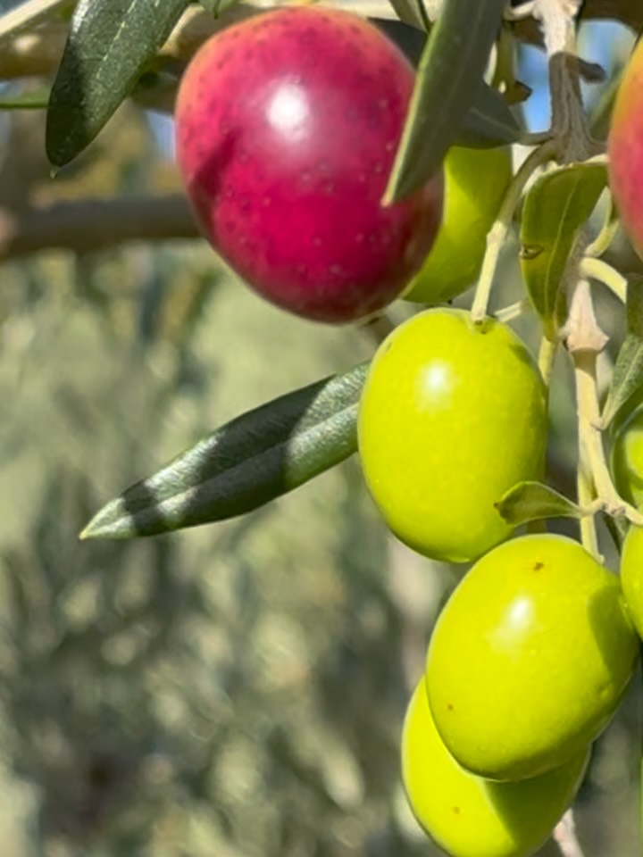 This is where it all begins. 🫒
These olives are still on the tree. In a few weeks, they'll be hand-harvested, cold-pressed the same day, and bottled as one of the world's finest organic olive oils.
No shortcuts. No compromises. Just three generations of patience, passion, and respect for nature.
That's what you taste in every drop of Terra Rossa.
🛒 Order now — link in bio.
#olivetree #harvest #organicfarming #istria #croatia #terrarossa #evoo #extravirginoliveoil #farmtotable #slowfood #oliveoil #biologisch #fromseedtobottle #familyfarm #purenature