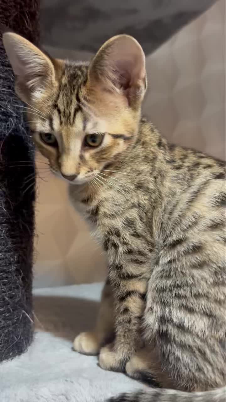 Remy 💙
