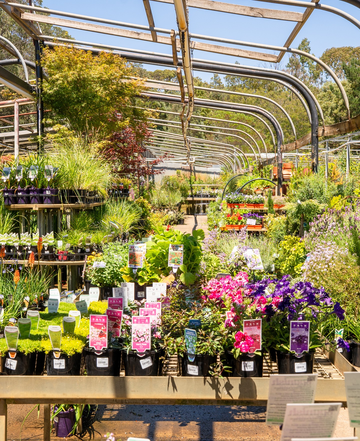 The nursery floor as Autumn arrives at Macedon Nursery & Garden Supplies. Petunias, geraniums, ornamental grasses, lavender and heuchera are all still in stock, and early autumn in the Macedon Ranges is a genuinely good time to plant before the soil cools.
Roots establish well in the warmer ground, which means less stress on new plants heading into winter.
#macedonnursery #macedonrangesgardens #autumngardening