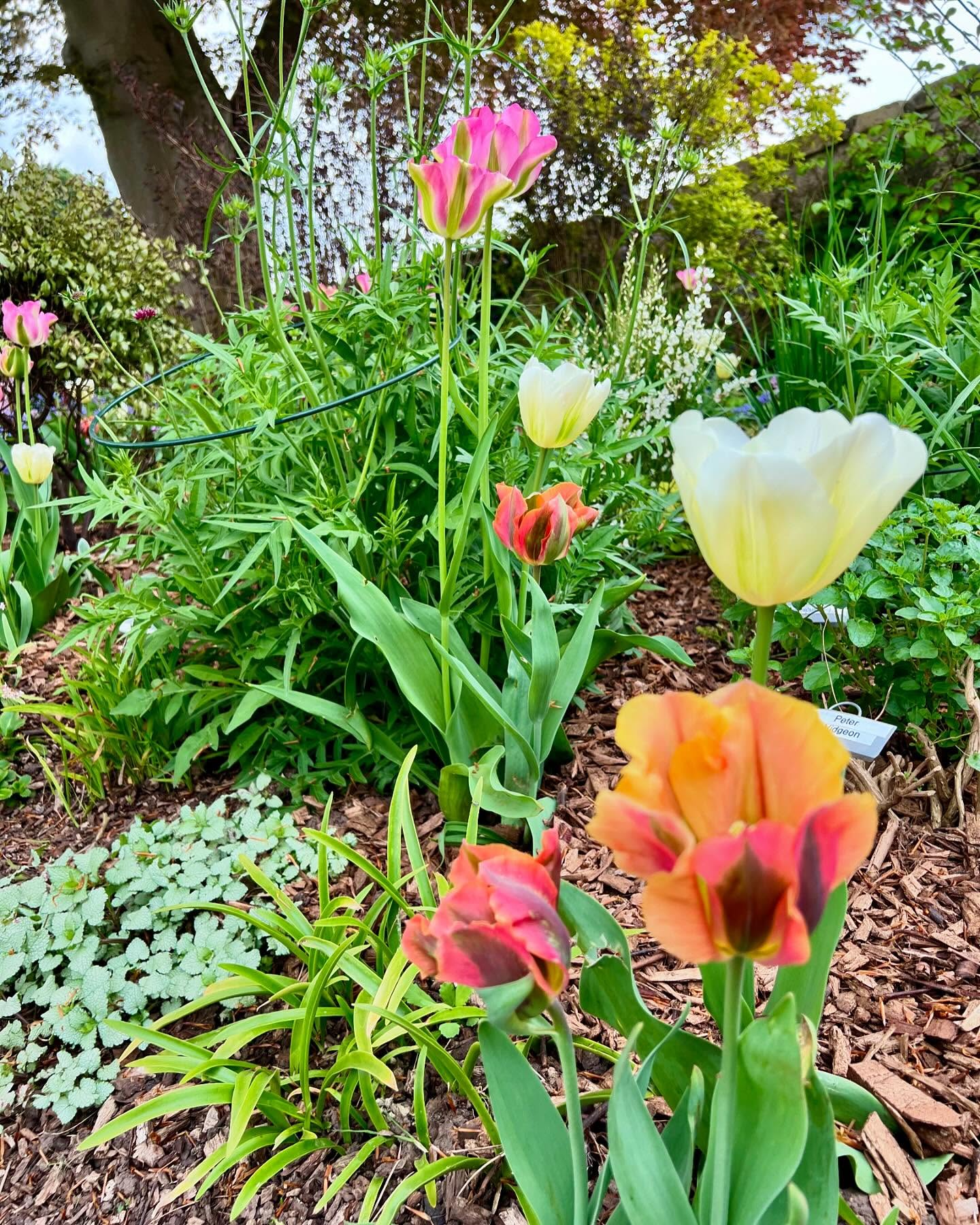 Enjoying late flowering perennial tulips Artist, Grönland and Spring Green this year, all planted last November in the hope they’ll return. Also managed to catch the Northern Lights on Friday. Beauty all round :)
#perennialtulips #latespring #gardensofinstagram🌿🌱🌻