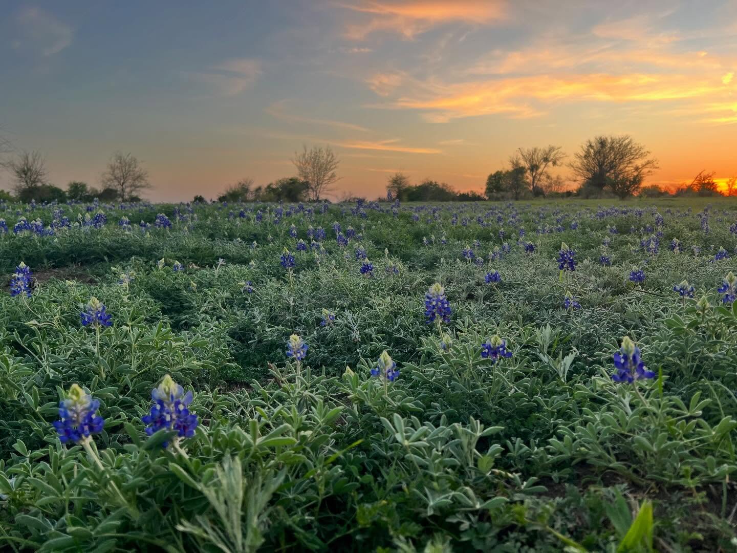 Bluebonnets have arrived at the ranch!