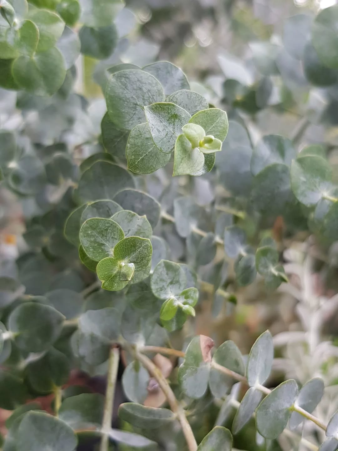 Eucalyptus Baby Blue, is such a popular choice for a small sculptural feature tree here in Canberra. Frost hardy, tolerates a variety of soils. Takes well to coppicing or pruning. There are some great examples up at @nationalarboretumcanberra
#eucalyptusbabyblue