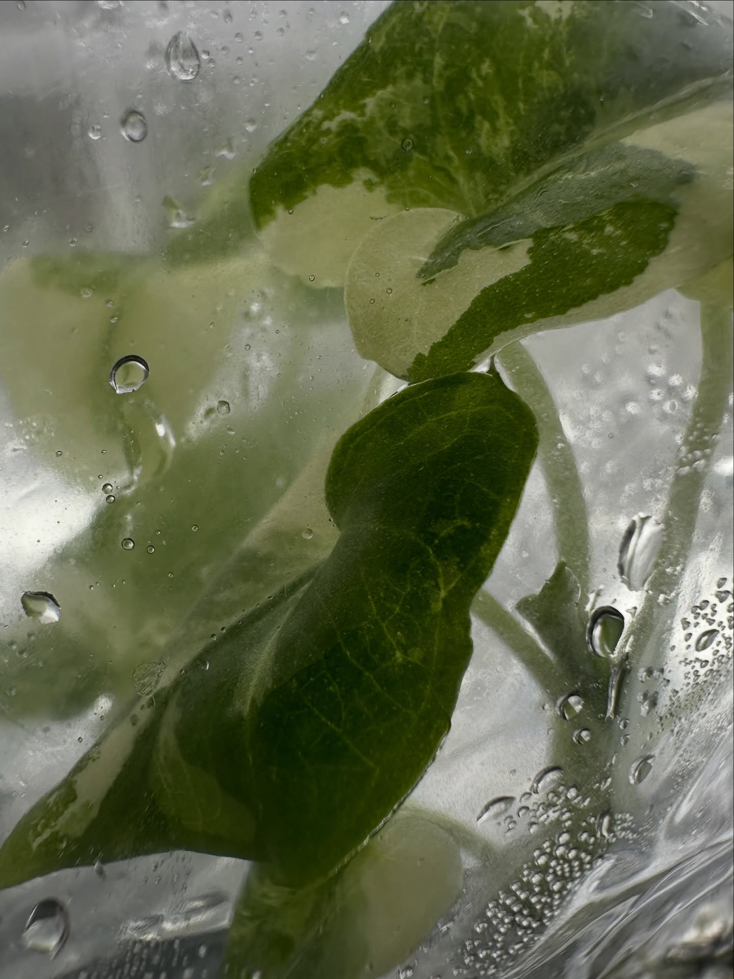 Shipping Lauterbachiana albo ✈️
#alocasialauterbachianavariegated #alocasialauterbachianaalbo #alocasia