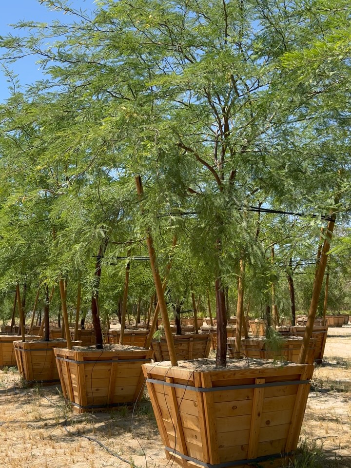 Project Hail Mesquite
Problem.
Desert soil.
Limited nitrogen.
High heat. Low margin for error.
Solution?
Prosopis chilensis — Chilean Mesquite —
running its own quiet experiment in survival through symbiosis.
Beneath the canopy, the collaboration begins:
Root nodules.
Nitrogen-fixing bacteria.
Atmospheric nitrogen converted into usable life.
Air… into amendment.
Scarcity… into system.
A small, unseen partner doing very big work.
Amaze.
Because the breakthrough isn’t brute force —
it’s cooperation.
Tree meets microbe.
Carbon meets nitrogen.
Constraint meets creativity.
Problem → partnership → persistence.
Sound familiar?
These 48” Prosopis chilensis are already fluent in that language:
Deep-rooted.
Heat-hardened.
System-supported.
A tree that doesn’t just survive the desert —
it solves for it.
Call it grounded science.
No spaceship required.
Just a living system that understands
the power of the right partner.
48” Prosopis chilensis
Rooted in resilience.
Grown through cooperation.
Supplied for landscapes that solve the problem.
#ProsopisChilensis #ProjectHailMary #NitrogenFixer #RoadrunnerTreeFarm #CasaDelZorroNursery