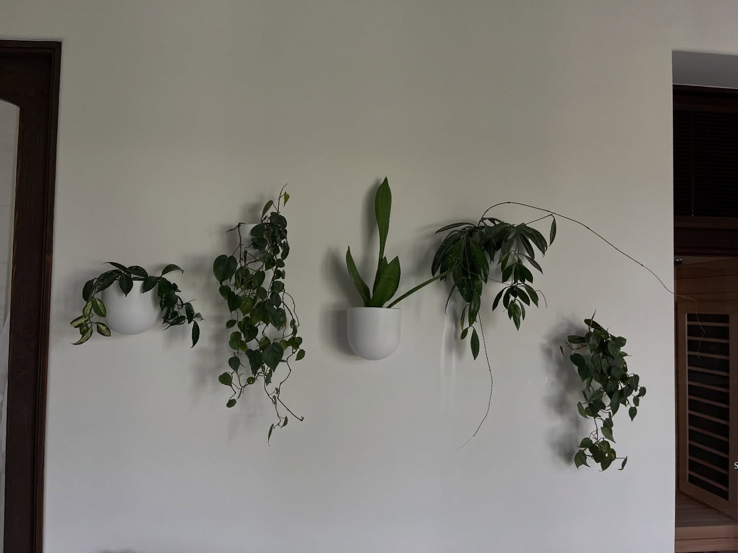 Understated. Effortless. Alive.
There’s something quietly powerful about letting nature speak in its own language, soft lines, cascading greens, and organic movement that transforms a wall into a living composition.
At Plantology Plants & More, we believe greenery isn’t just décor, it’s a feeling. A sense of calm. A moment of balance. A touch of life, exactly where you need it.
Because the most beautiful spaces don’t shout… they breathe.
#Plantology #IndoorPlants #ChicLiving #GreenDesign #LuxuryInteriors