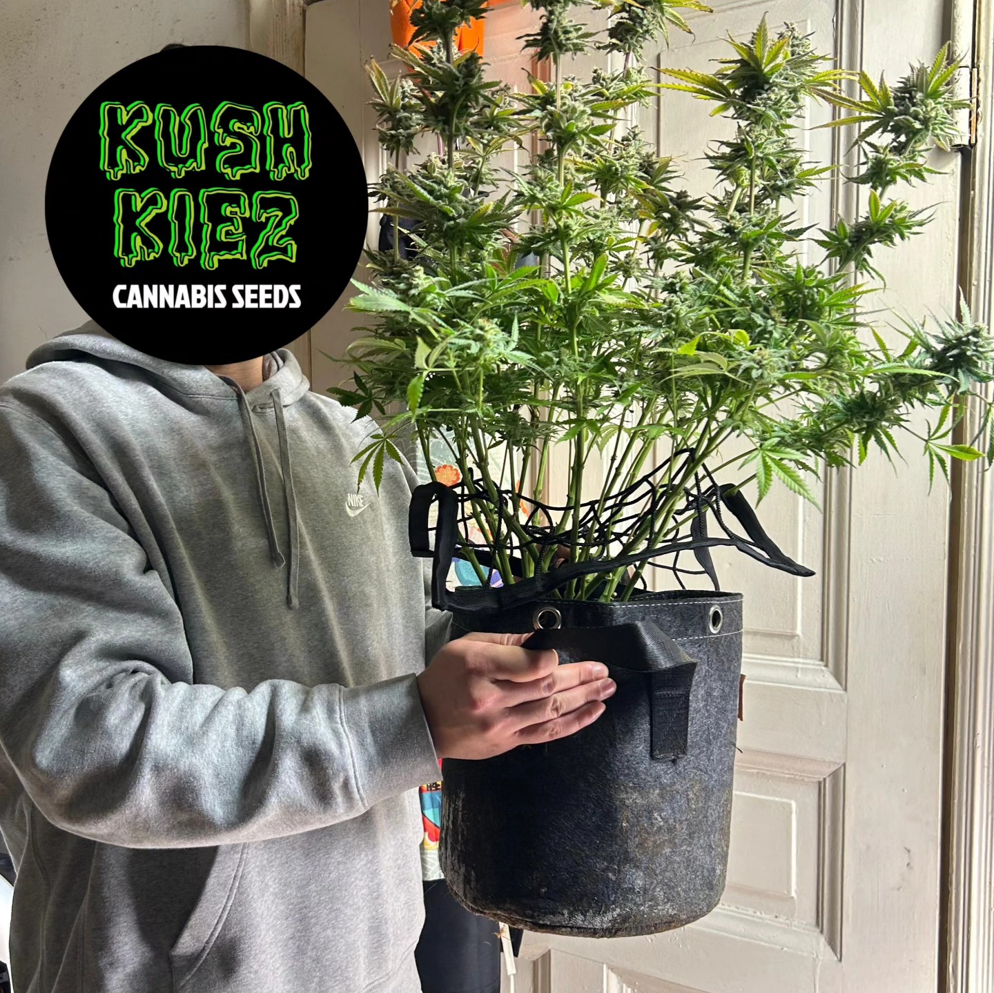 We love receiving our KushKiez grown diaries! Here is a 'Kosher Kush' plant - wish we could smoke it with you ;)
---------> KushKiez <-------